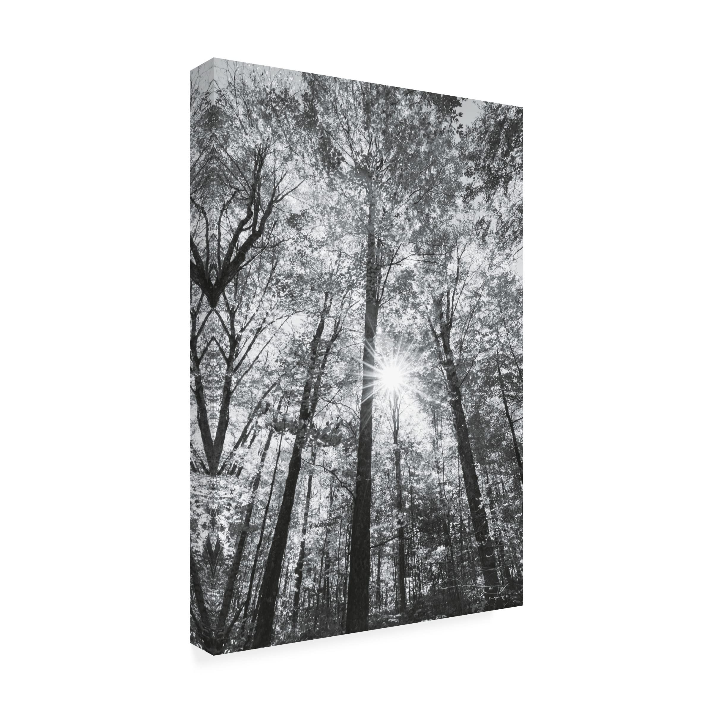 Trademark Fine Art 'Autumn Forest I BW' Canvas Wall Art by Alan Majchrowicz - Black & White Nature Landscape Painting for Living Room, Bedroom & Office Decor