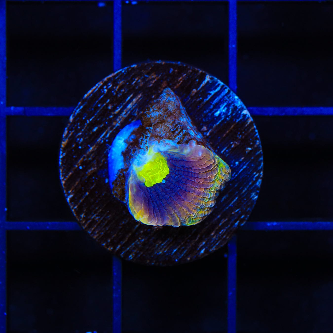 Premium Dragon Soul Favia Coral for Saltwater Aquariums - Vibrant Colors & Easy Care - Perfect for Reef Tanks & Marine Displays