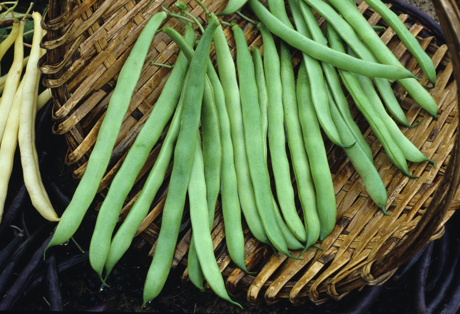 Kentucky Wonder Pole Beans - Non-GMO Super Seeds (1 LB Bulk Pack) for Home Gardening, Vertical Trellis & Organic Farming