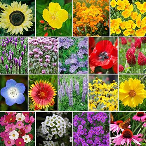 Organic Wildflower Seed Mix for Pollinators - Non-GMO Bulk Bees Knees (5 LB) - Attract Butterflies & Bees to Your Garden