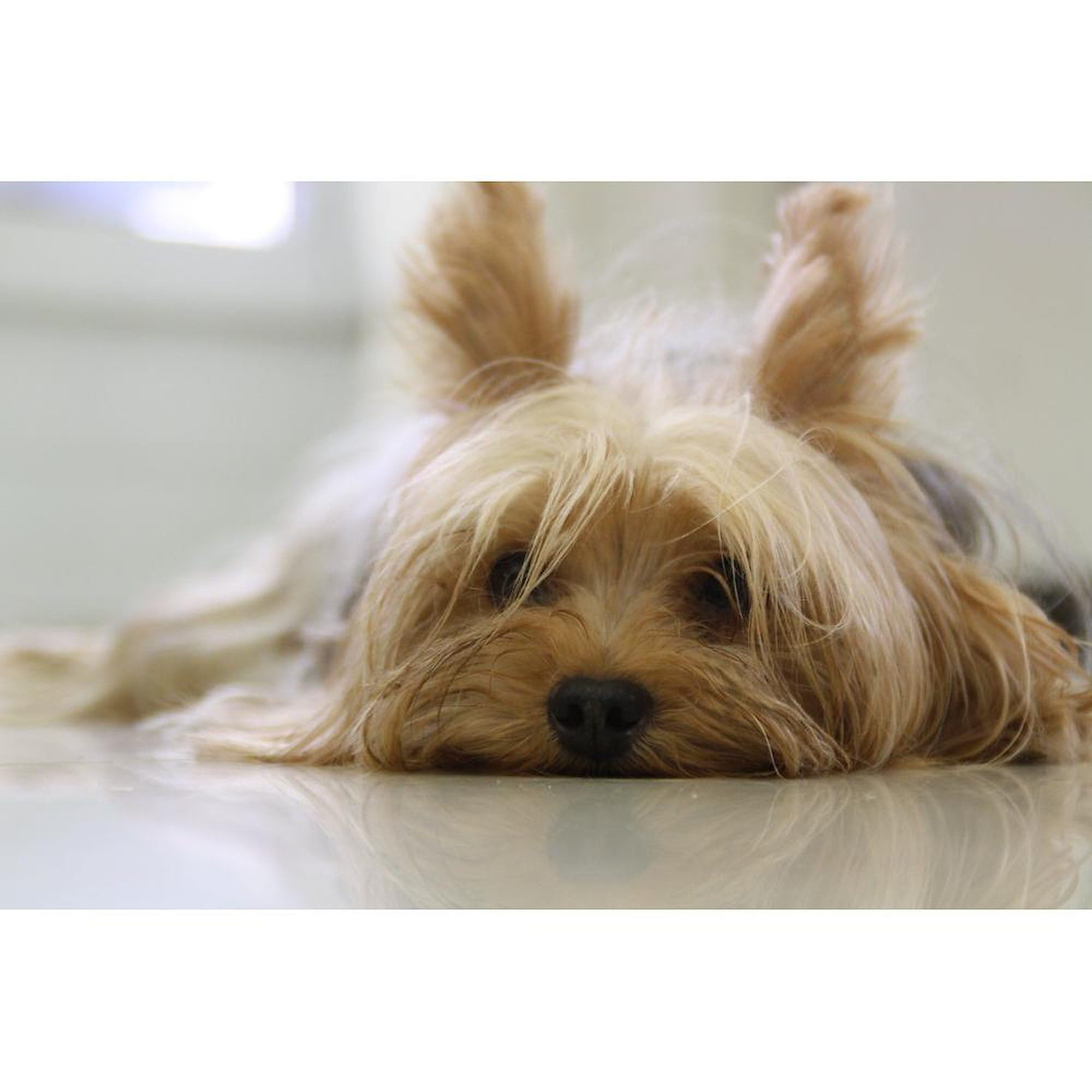 Yorkie Dog Ceramic Coffee Mug 11 oz (325 ml) - Perfect for Tea, Hot Chocolate & Office Use | CafePress