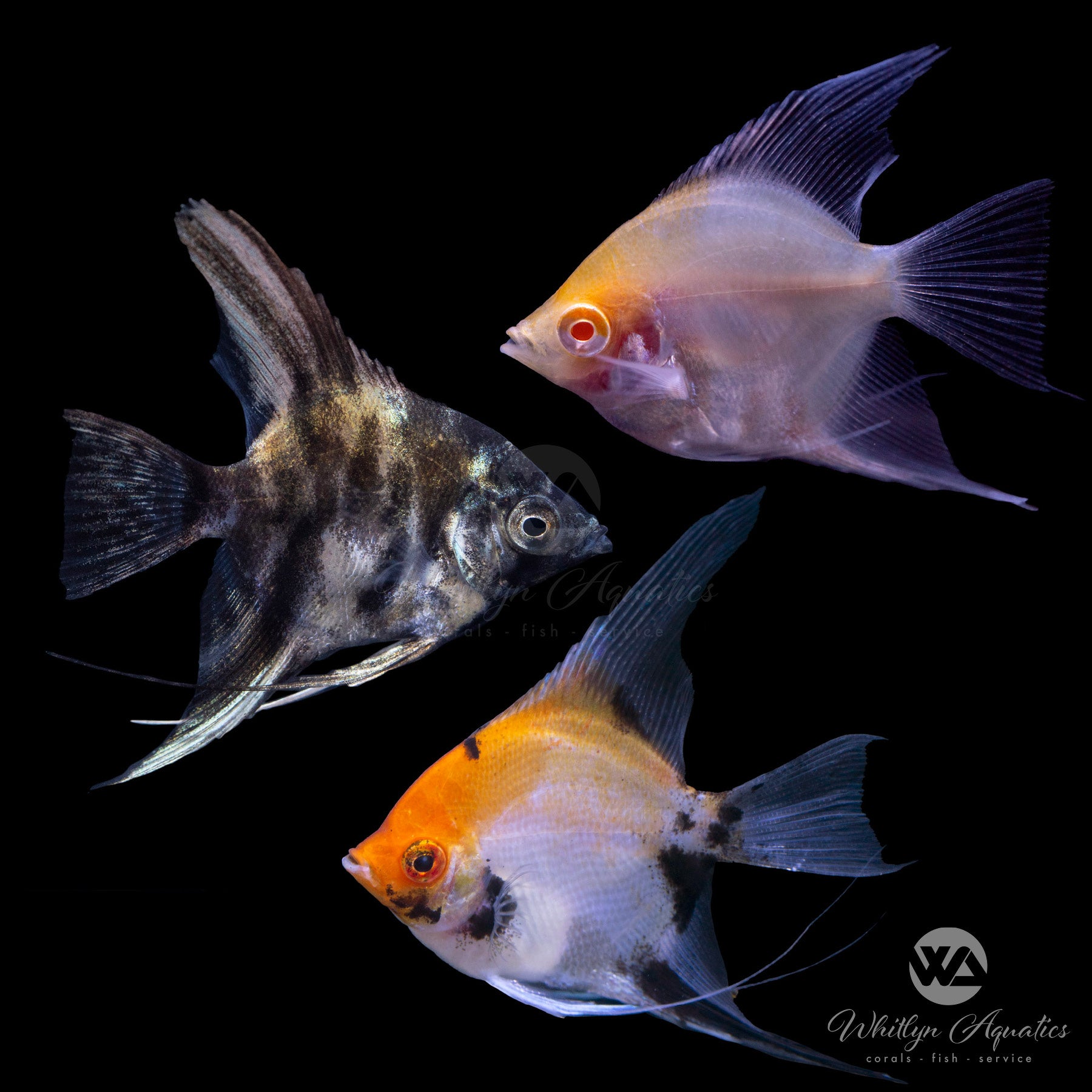 Assorted Angelfish (Pterophyllum scalare) - Beautiful Freshwater Aquarium Fish for Home & Office Tanks