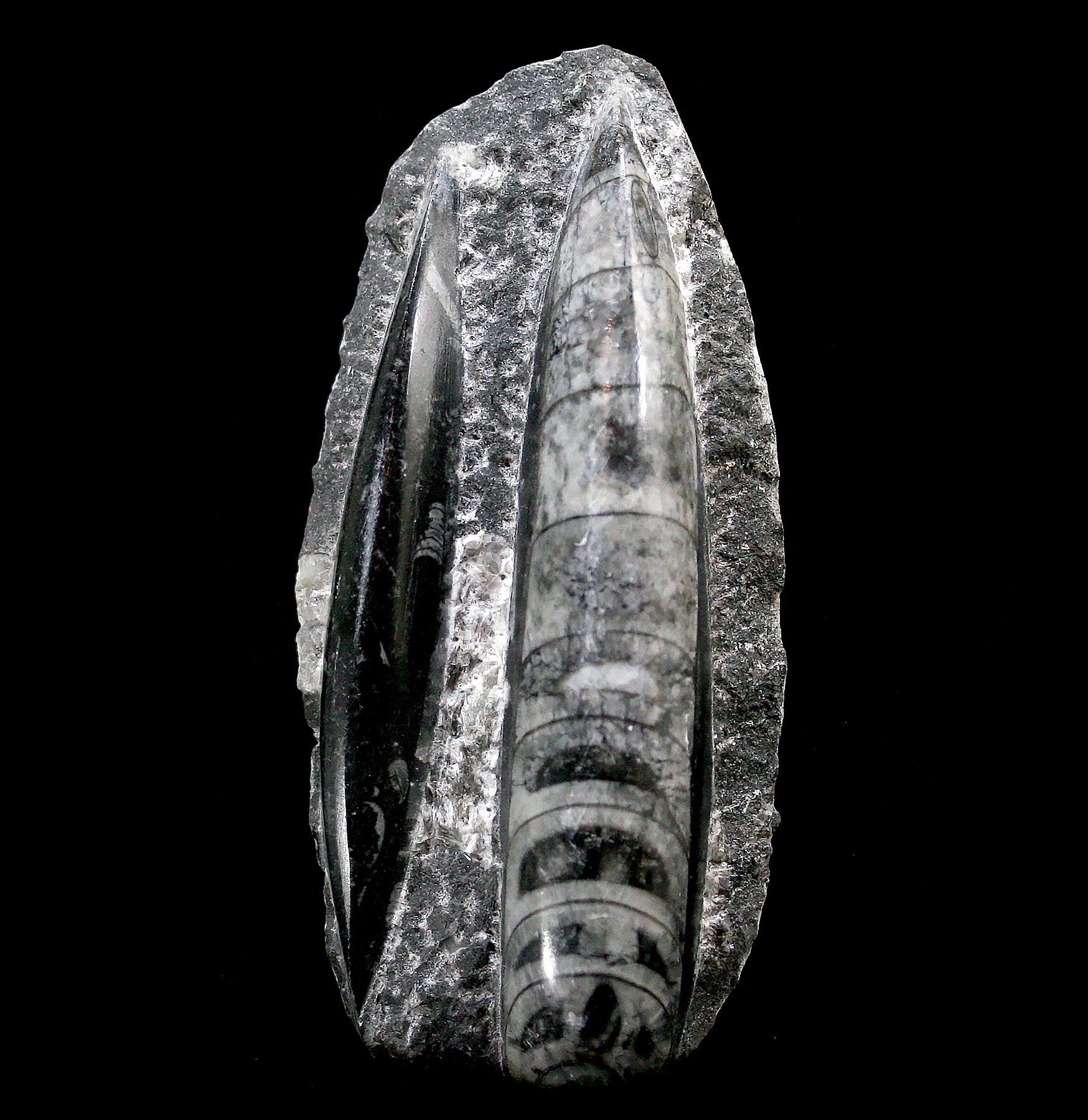 Orthoceras Fossil Plaque - Authentic Ancient Fossil Stone Decor for Home & Office - Perfect for Wall Art, Meditation Spaces & Gifts