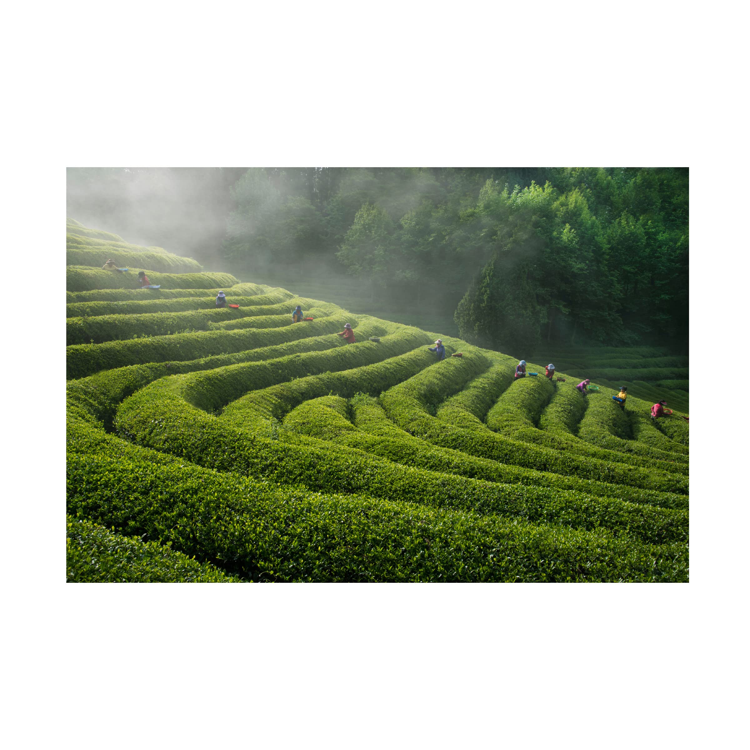 Green Tea Farm Canvas Art Print by Bongok Namkoong - Handmade Asian Landscape Painting for Living Room, Bedroom & Office Decor