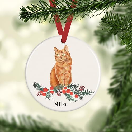 Orange Tabby