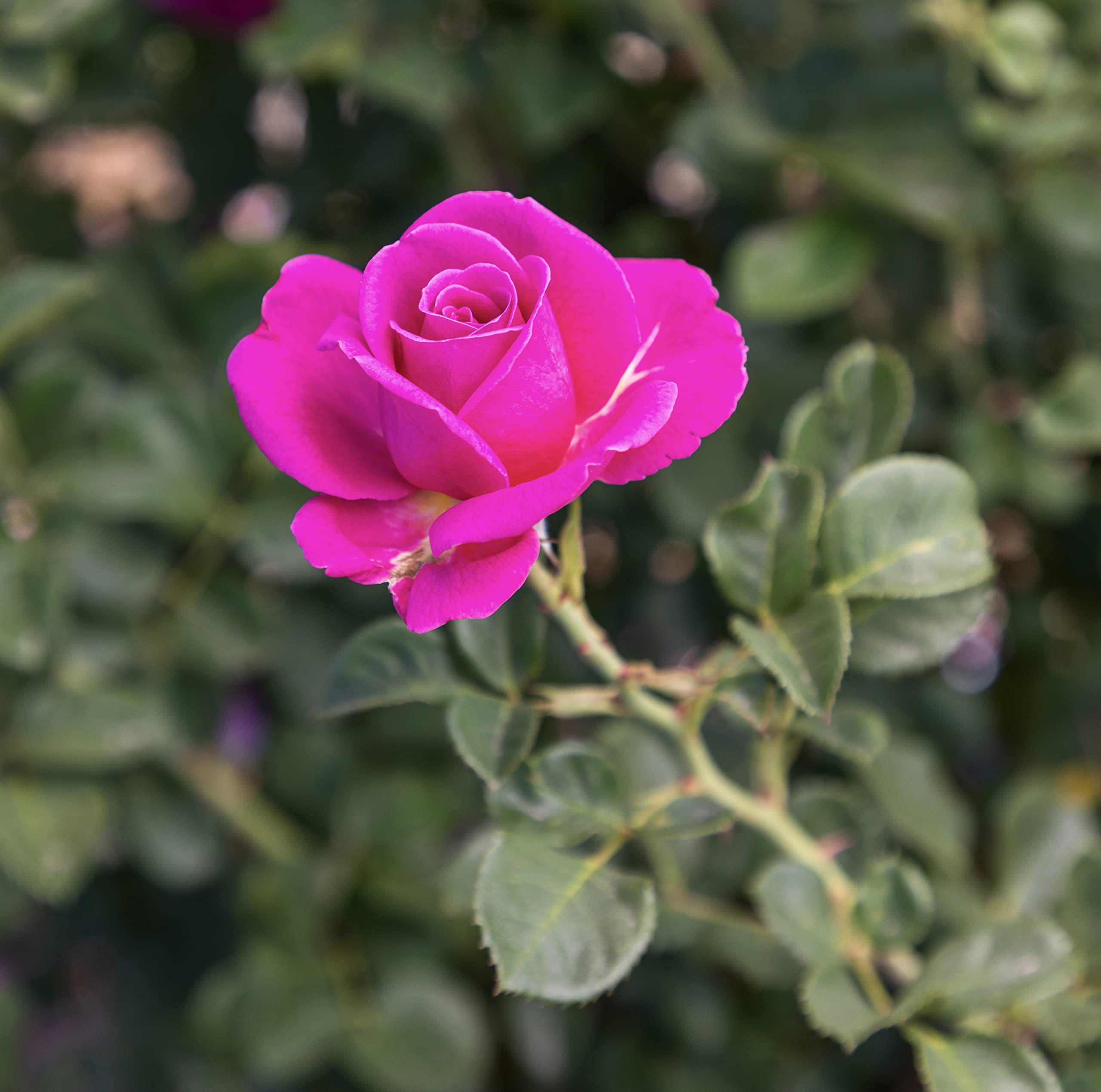 Fresh Pink Rose Bush Plants for Delivery - Live Indoor & Outdoor Potted Roses, Perfect Plant Lover Gifts & Home Decor | Ideal for Valentine's Day, Weddings, Anniversaries & Housewarming