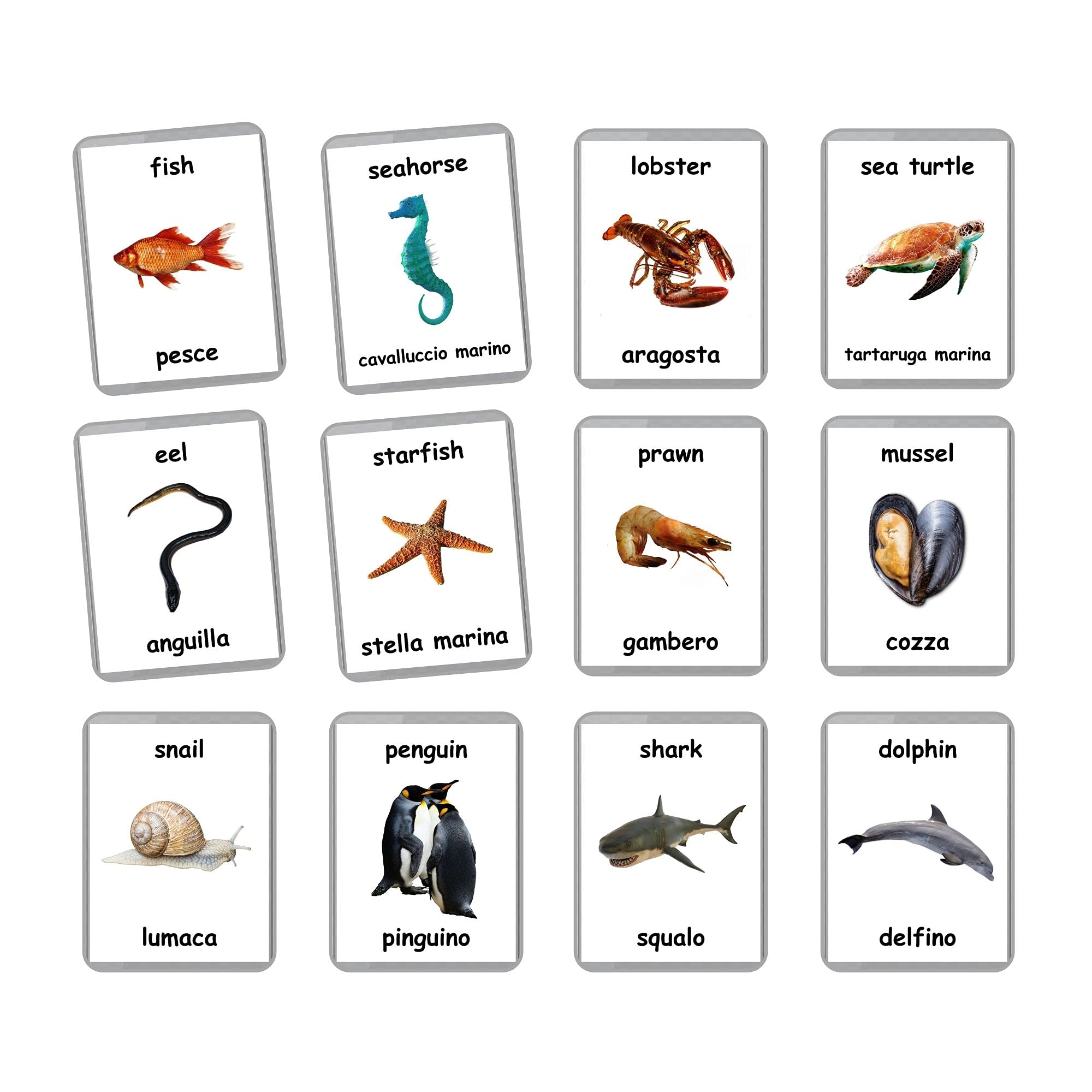 Sea Animals Flash Cards - 26 Laminated Ocean & Water Animal Flashcards for Homeschooling | Bilingual English + Italian Learning Cards | Educational Toys for Kids Classroom & Home Use