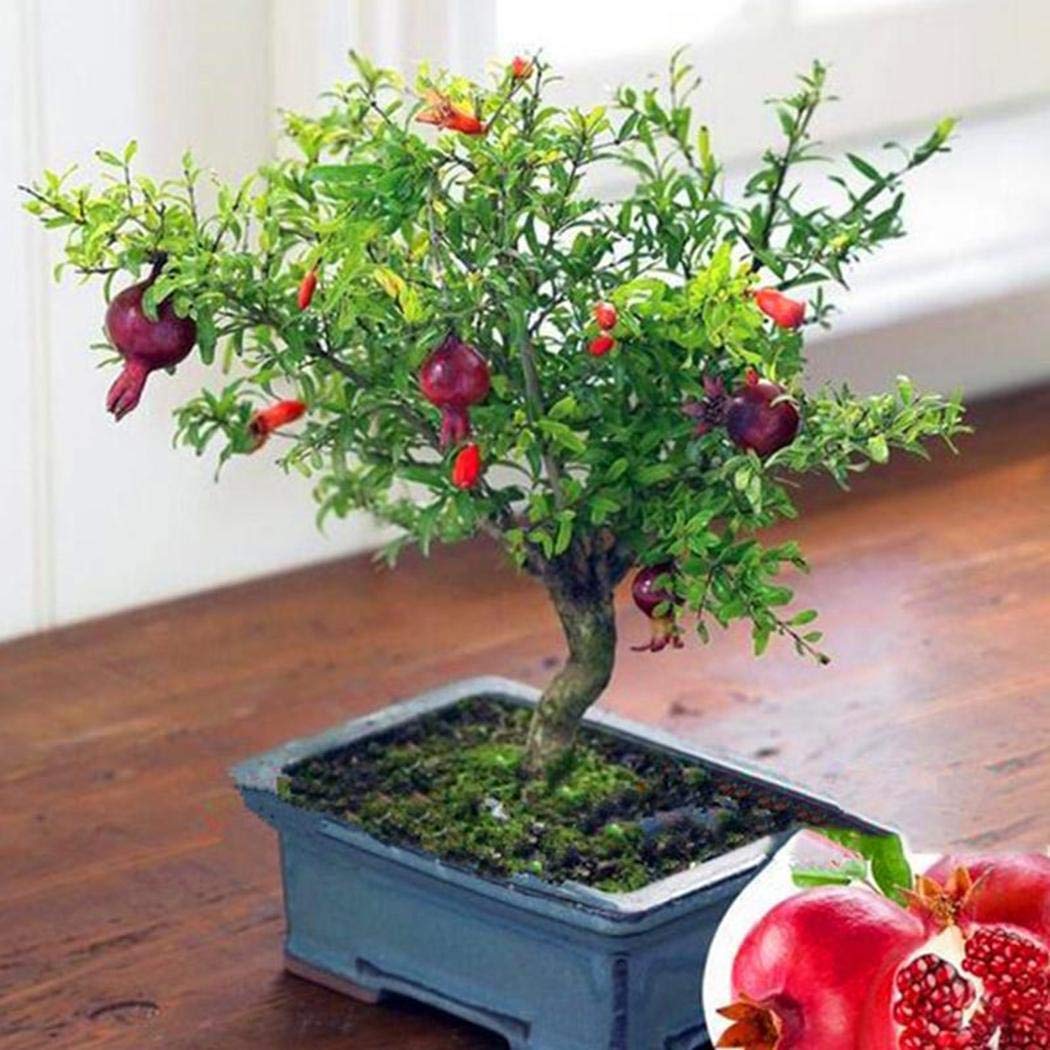 30 Pcs Pomegranate Bonsai Seeds - Grow Delicious Fruit Trees for Home Garden, Indoor & Outdoor Planting | Perfect for DIY Gardening, Landscaping, and Fresh Fruit Harvesting