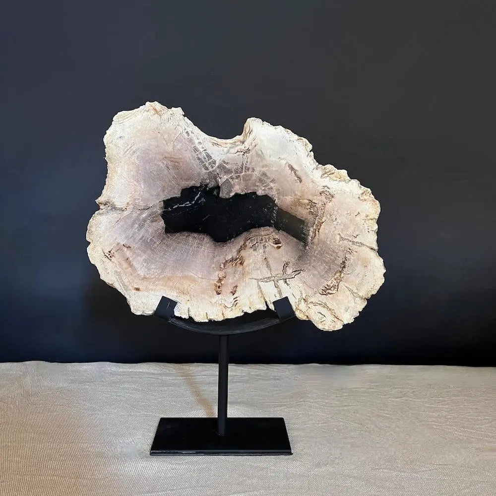 Natural Petrified Wood Slabs for Sale - Unique Fossilized Wood Pieces for Home Decor, Jewelry Making & Collectibles | Perfect for DIY Crafts, Display & Gifts
