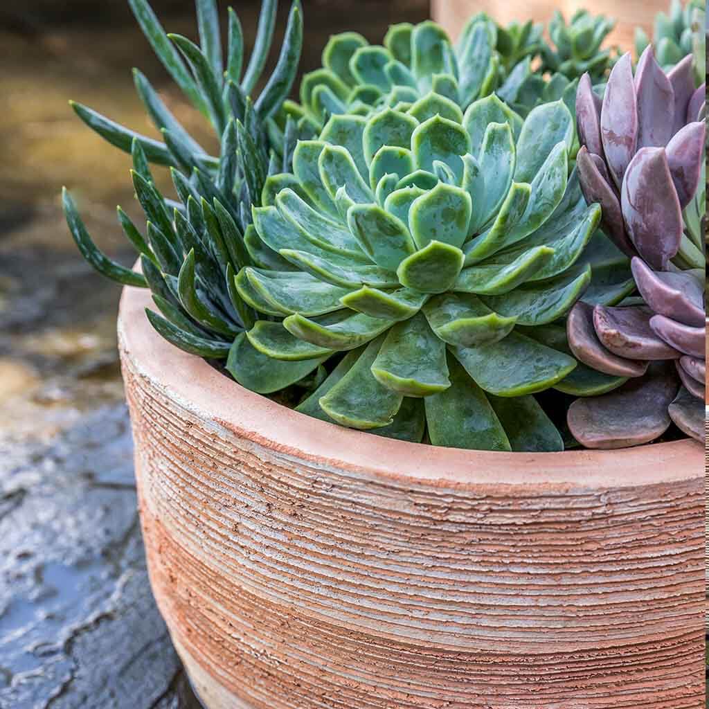 Campania International Sgraffito Low Planter Set of 3 - Terra Cotta Flower Pots for Indoor Plants, Succulents & Home Decor | Perfect for Windowsills, Tabletops & Garden Displays