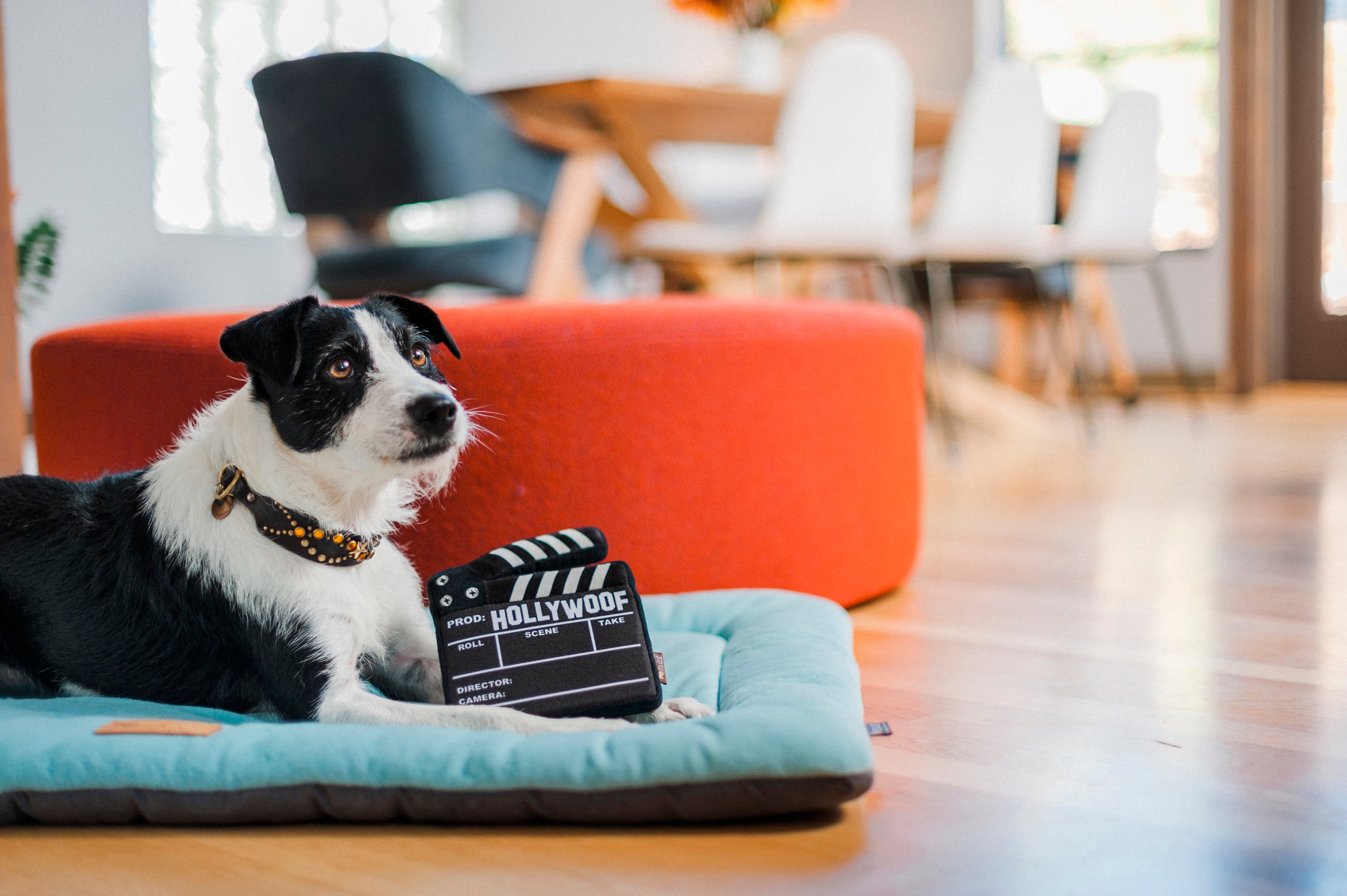Hollywoof™ Plush Dog Toy - Interactive Puzzle Board for Dogs | Pet P.L.A.Y. | Perfect for Training, Boredom Relief & Mental Stimulation