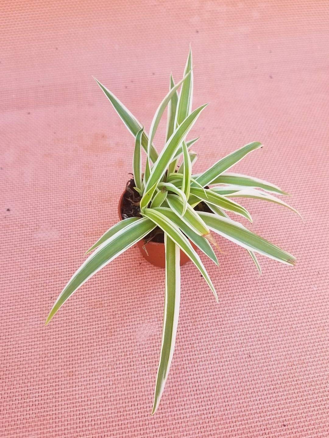 Spider Plant in 2 Inch Pot - Easy to Grow Air Purifying Houseplant for Home, Office, Bedroom & Indoor Decor