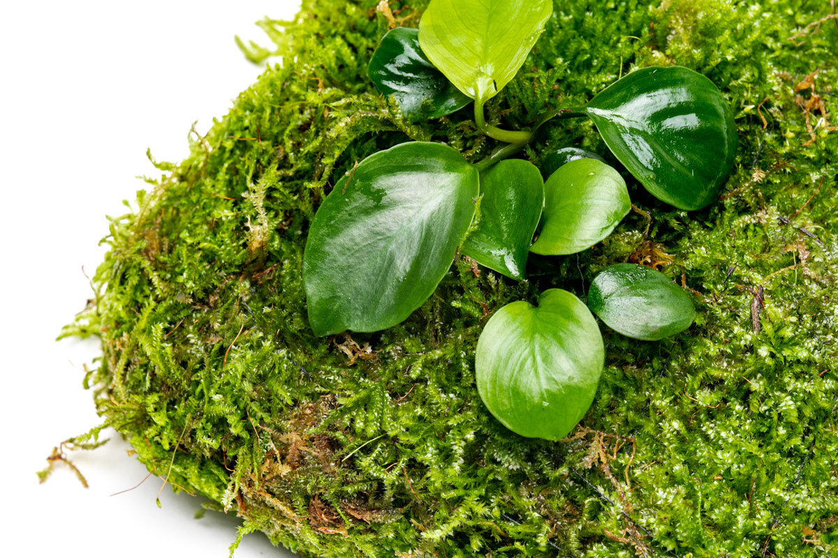 Foresta Mat with Anubias Nana & Christmas Moss - Live Aquarium Plants for Fish Tank Decoration | Perfect for Aquascaping, Shrimp Tanks & Natural Aquatic Environments