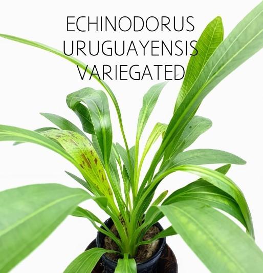TCulture Echinodorus Uruguayensis Variegated Live Aquarium Plant (Potted) - Perfect for Freshwater Fish Tanks, Aquascaping & Aquatic Gardens