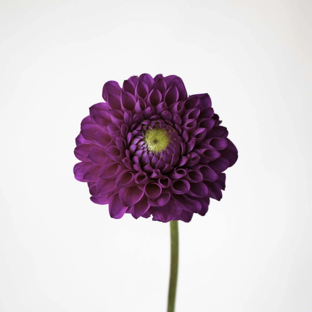 Berry Crush Ball Dahlia Flowers - Fresh Cut Garden Flowers for Wedding Bouquets, Home Decor & Floral Arrangements