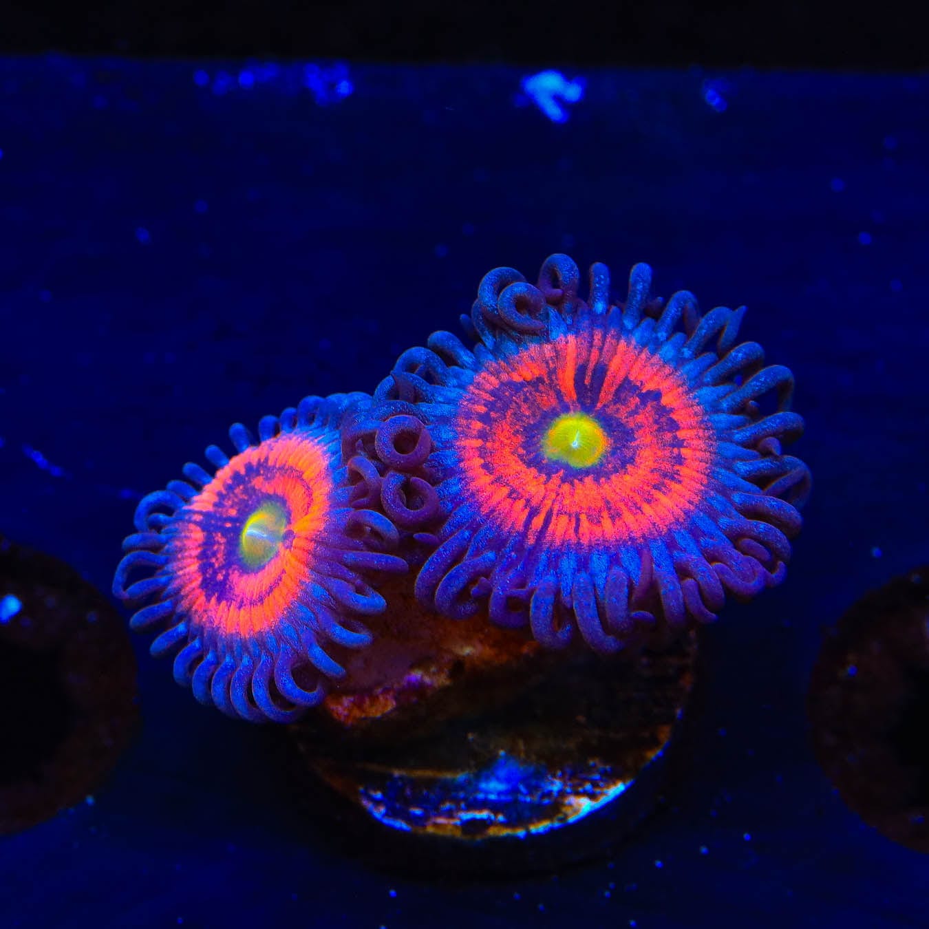 Everlasting Gobstopper Zoanthids Coral - Vibrant Saltwater Aquarium Coral for Reef Tanks | Perfect for Marine Aquascaping and Coral Propagation