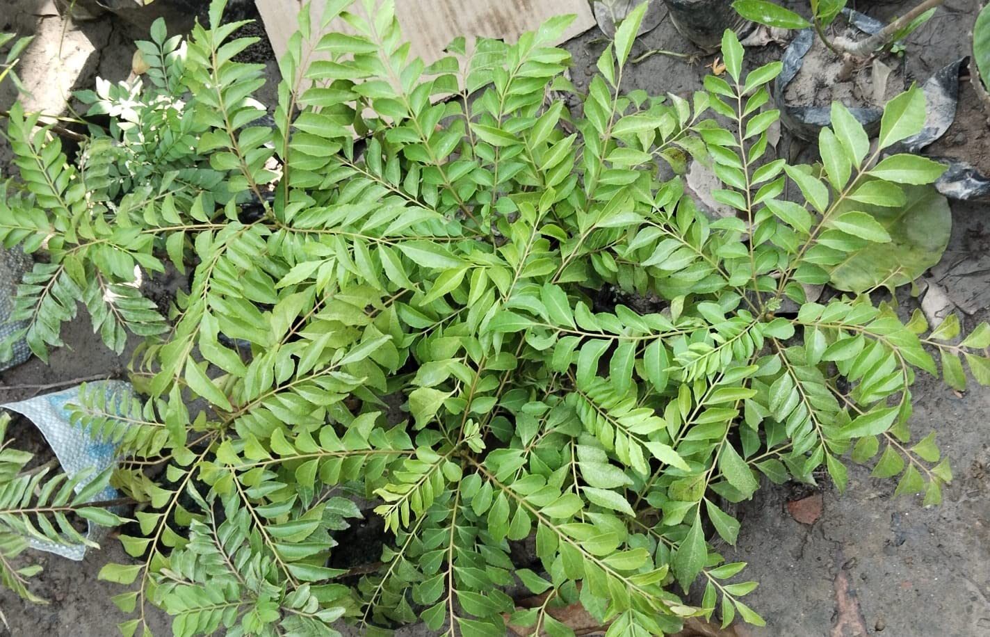 Organic Golden Bloom Curry Leaves Plant - Pack of 1 Live Herb Plant for Cooking, Ayurvedic Remedies & Home Gardening | Fresh Indian Spice for Curry, Soups & Traditional Dishes