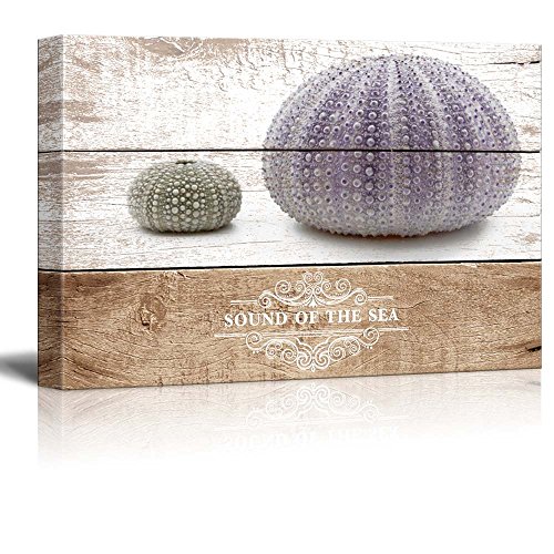 Sea Urchin - 05