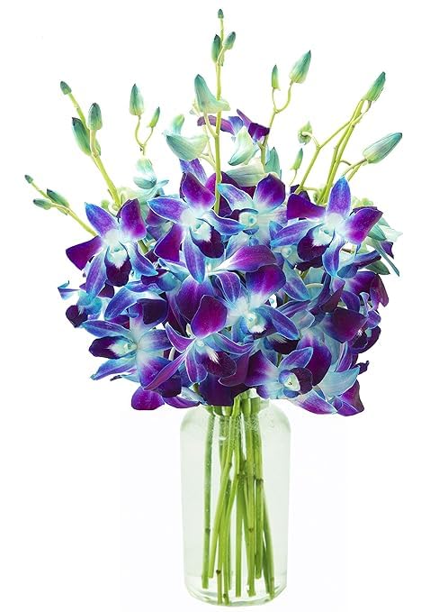 10 Fresh Blue Orchids with Vase - Elegant Floral Gift for Birthday, Anniversary, Mother's Day, Valentine's, Sympathy & Get Well - Perfect for Home Decor, Office Centerpiece & Special Occasions