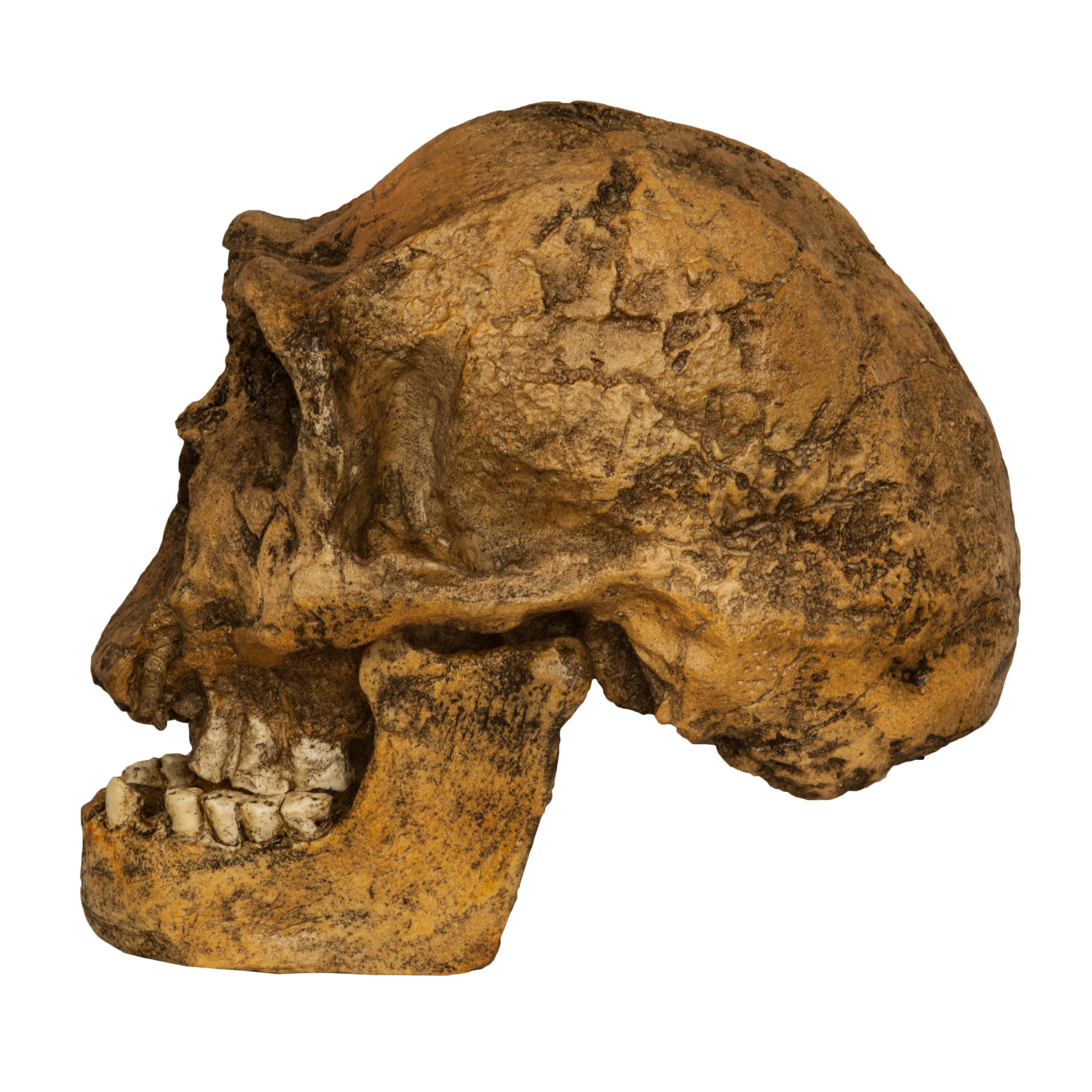 Replica Homo Ergaster KNM ER 3733 Skull - Authentic Human Evolution Fossil Model for Education & Display - Perfect for Anthropology Studies, Museum Exhibits & Science Classrooms