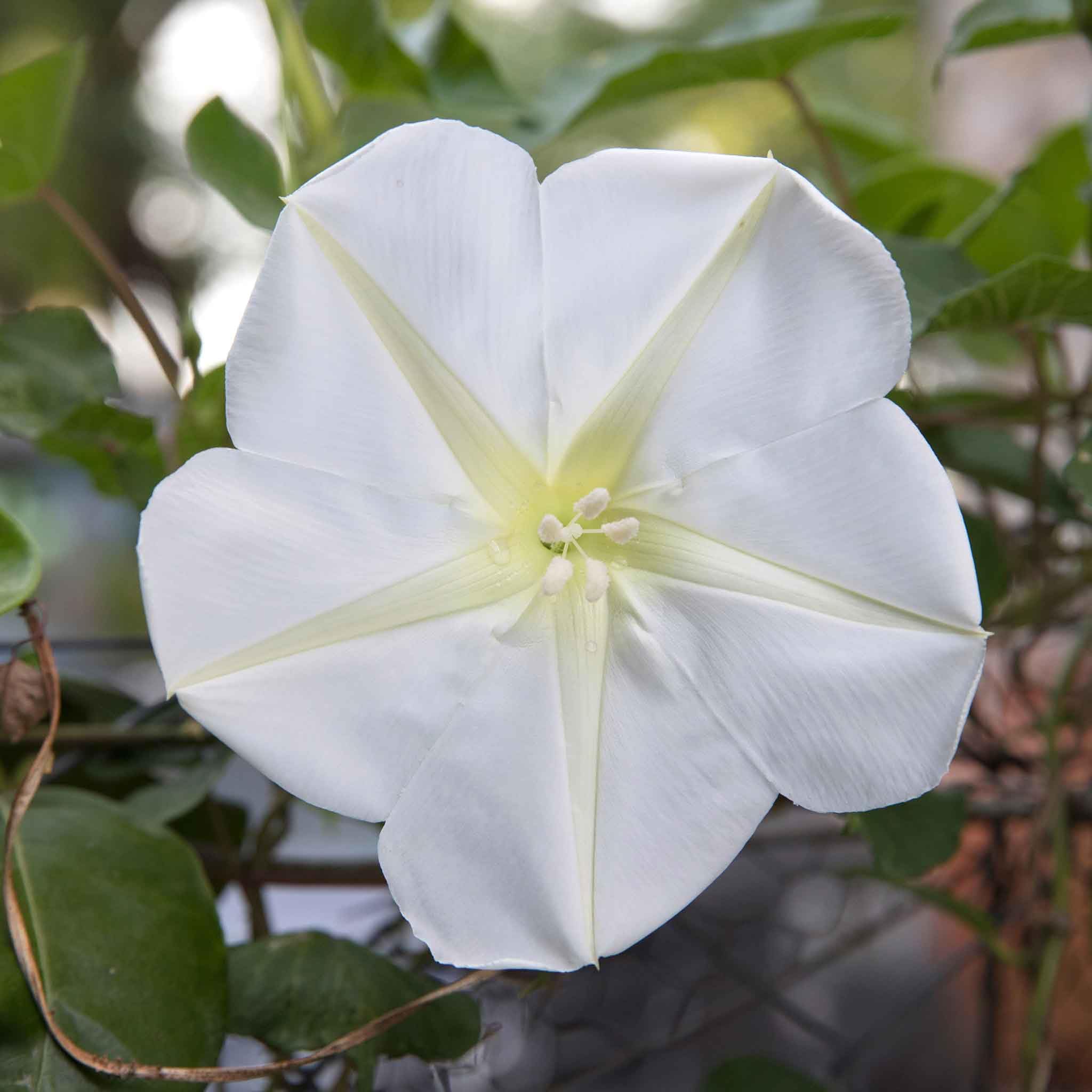 Eden Brothers Moonflower Seeds - Non-GMO Flower Seeds for Planting, 1 lb Bag | Easy to Grow, Low Maintenance, Fast Growing | Perfect for Garden Beds, Trellises, and Moon Gardens | Zones 4-10, Spring Planting