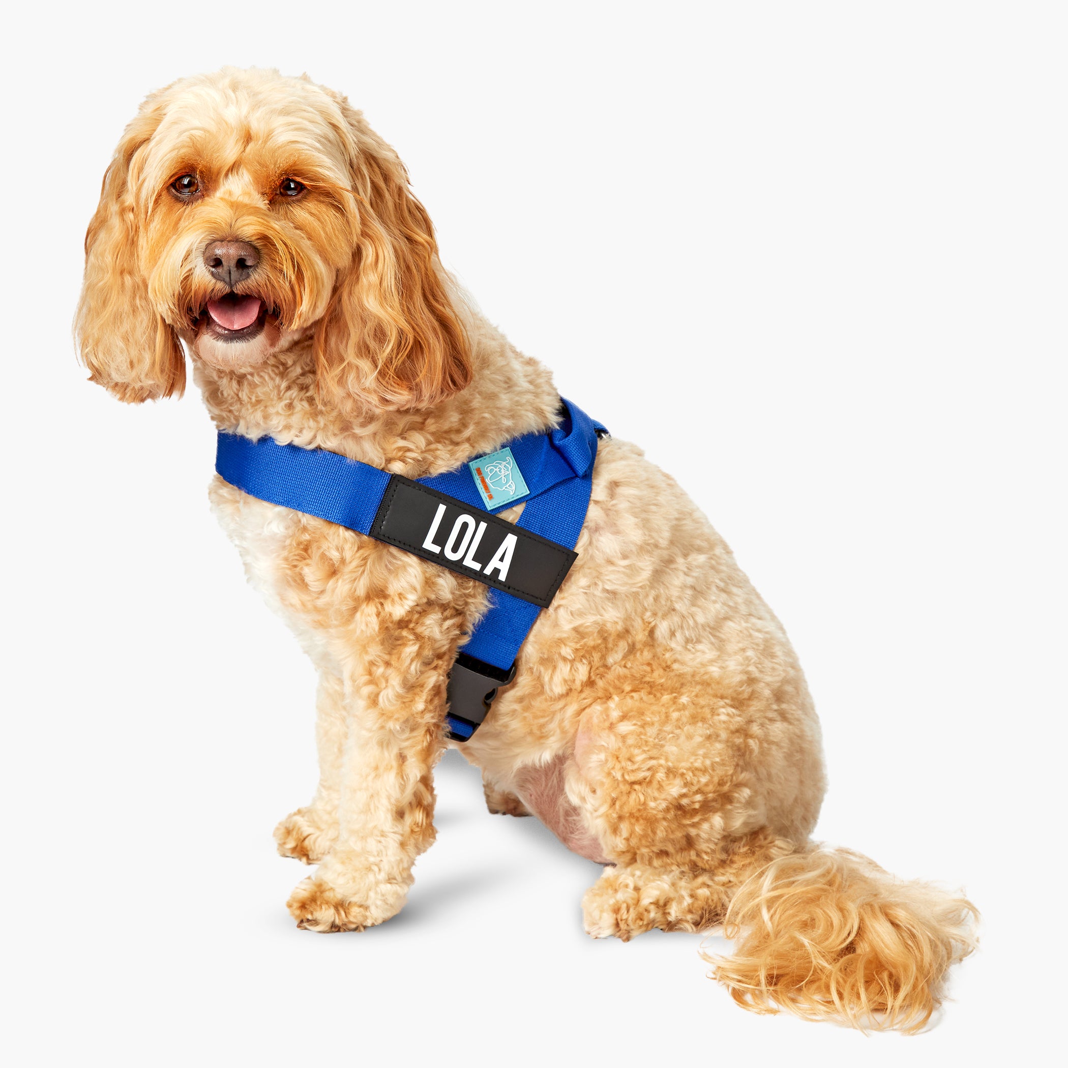 Dog Friendly Co. Classic Blue Dog Harness - Adjustable & Reflective for Small to Large Dogs - Perfect for Walking, Hiking & Outdoor Adventures