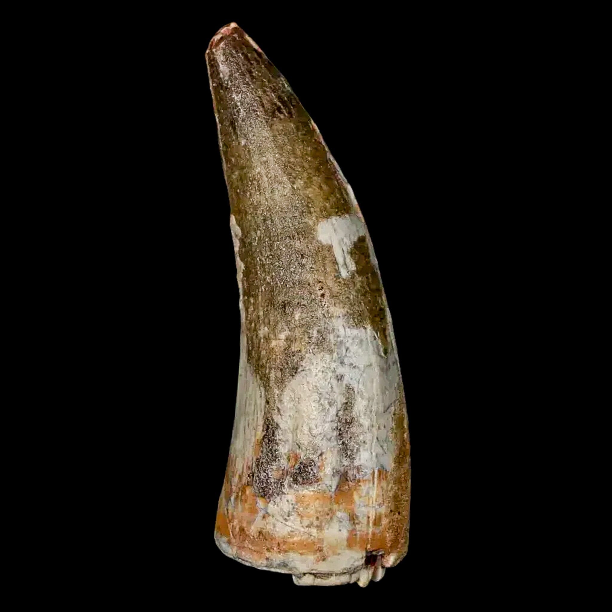 Authentic 2 Suchomimus Fossil Teeth - Cretaceous Spinosaurid Dinosaur Fossils from Niger with COA | Rare Dinosaur Collectibles for Paleontology Enthusiasts & Museum Displays