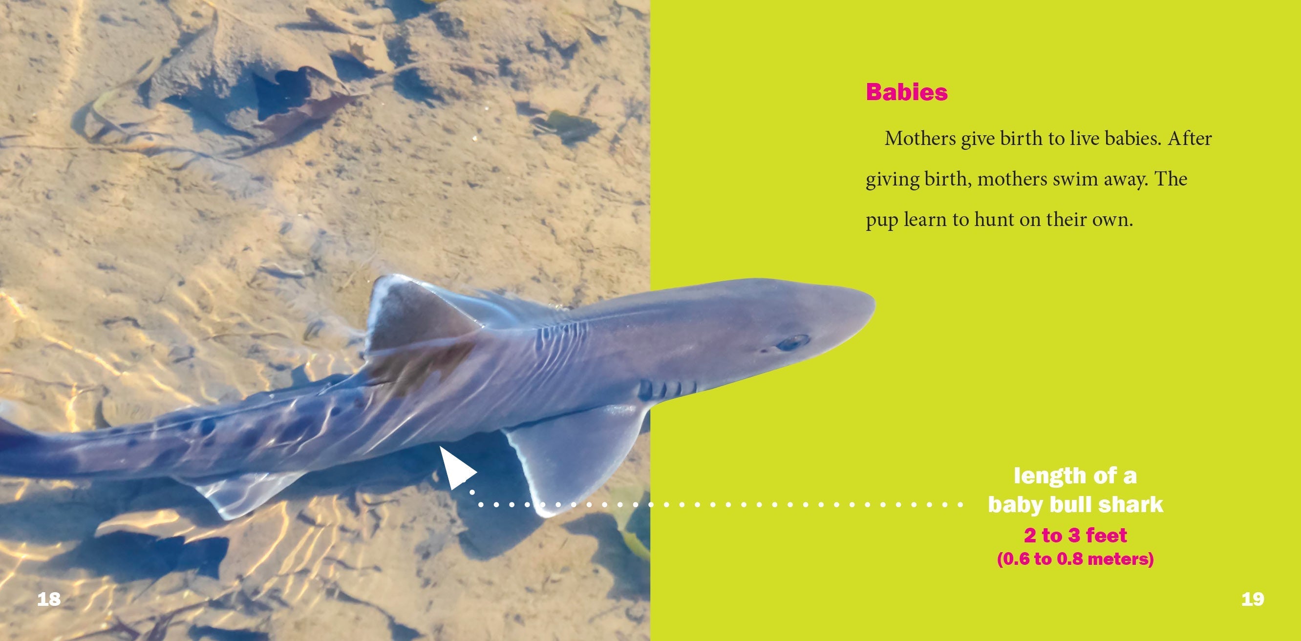 Bull Sharks Book - 9781623107888 - Explore Marine Life & Shark Facts for Kids & Adults - Perfect for Education & Ocean Enthusiasts