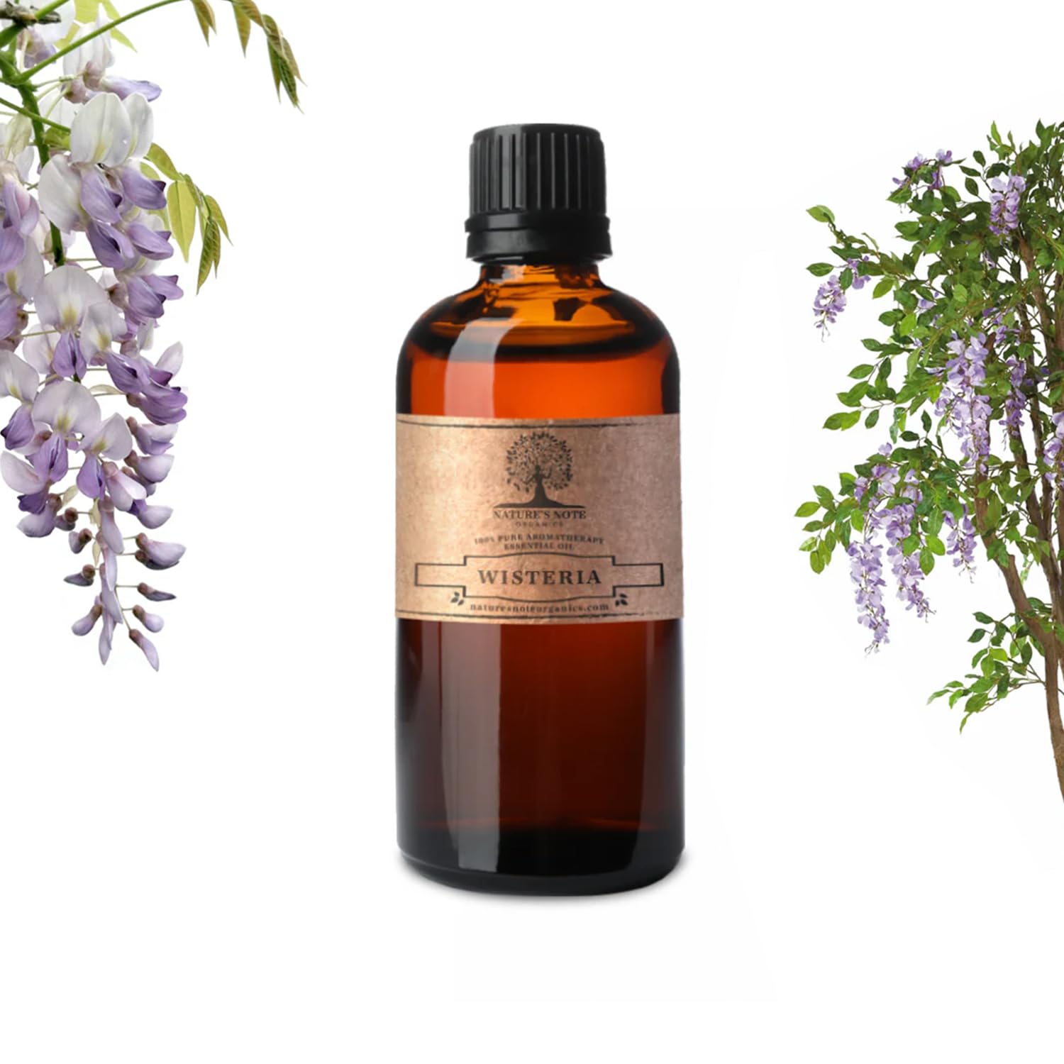 Nature's Note Organics Wisteria Essential Oil - 100% Pure Therapeutic Grade Aromatherapy Oil for Diffusers, Massage & Relaxation - 1 Fl Oz Bottle