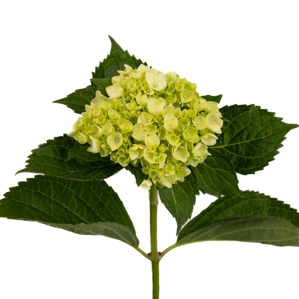 Hulk Green Hydrangea Flower Seeds - Baby Plant Starter Kit for Home Garden, Wedding Decor & DIY Floral Arrangements