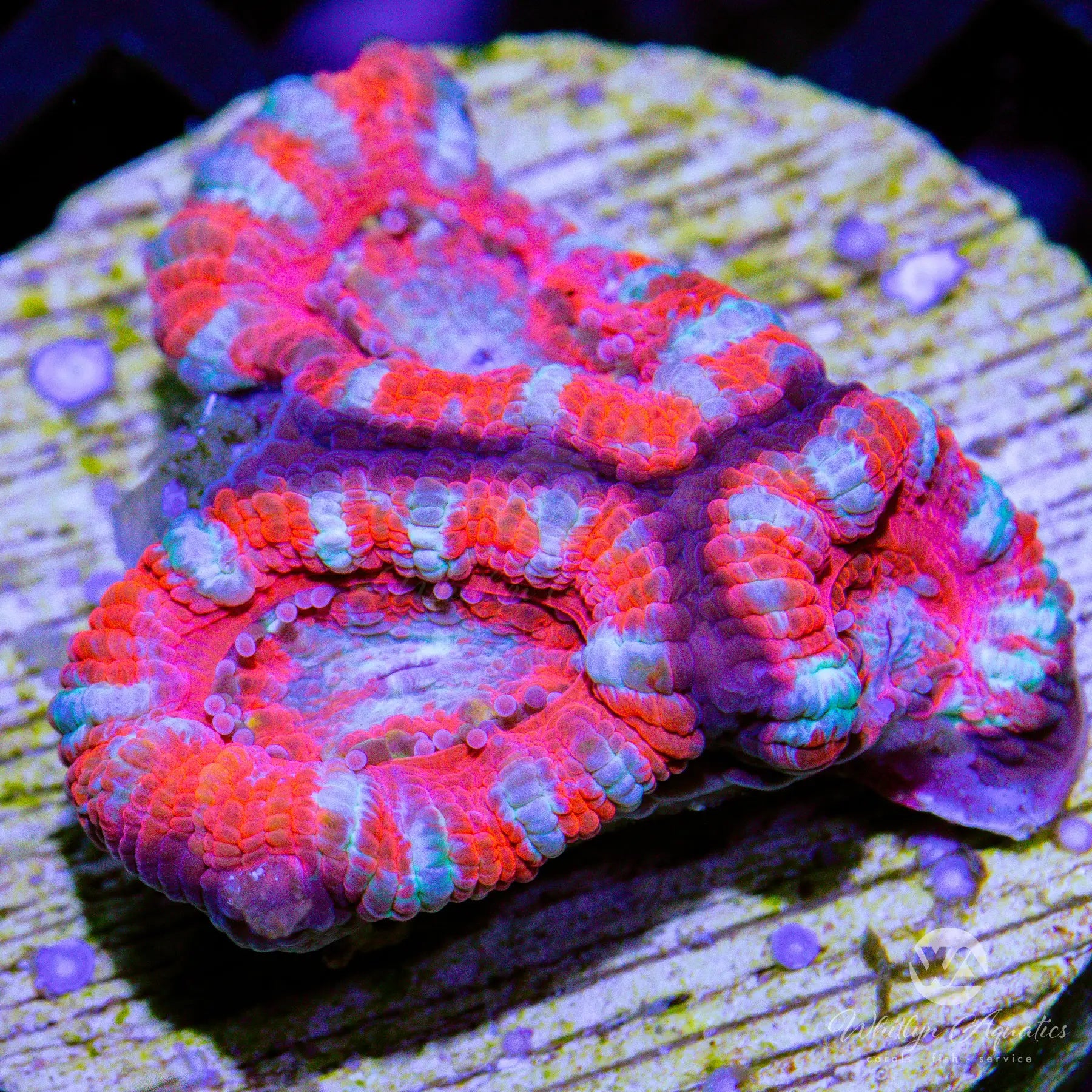 C15 WYSIWYG Pink Peppermint Acan Coral - Premium Saltwater Aquarium Coral for Reef Tanks, Nano Tanks & Coral Frag Displays