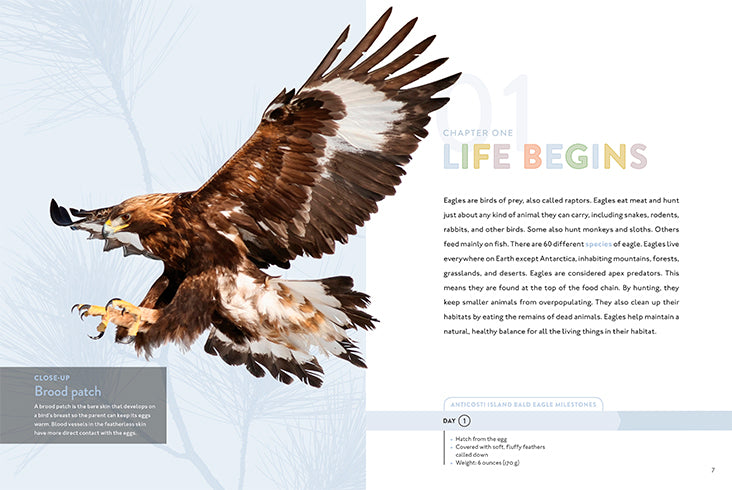 Eagle 978-1-64026-181-5 - Premium Quality for Collectors, Gifts & Home Decor | Perfect for Book Lovers, Office Display & Unique Present Ideas