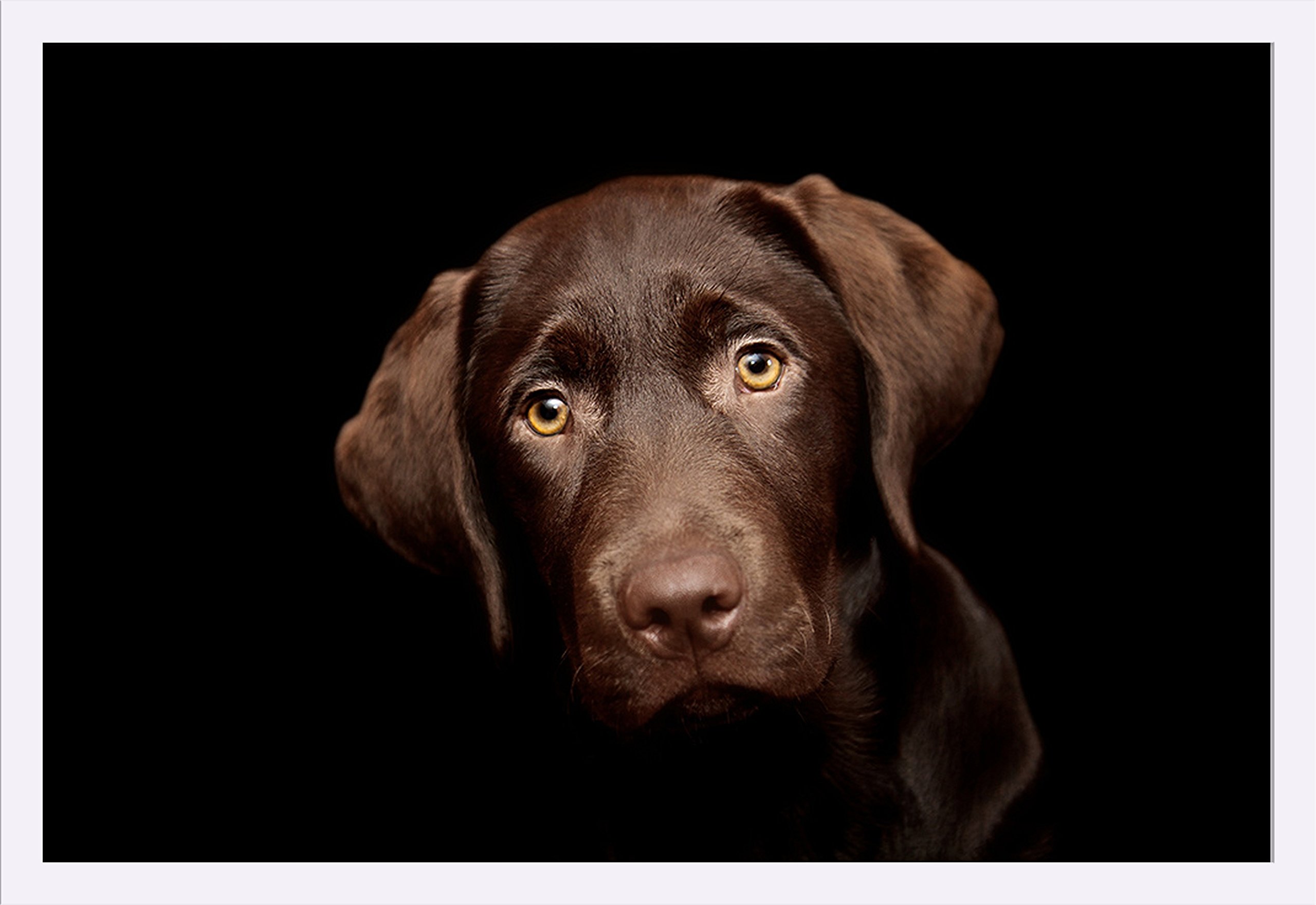 Chocolate Labrador Puppy 36x24 Giclee Art Print - Gallery Framed White Wood Wall Decor - Perfect for Living Room, Bedroom & Office Decor