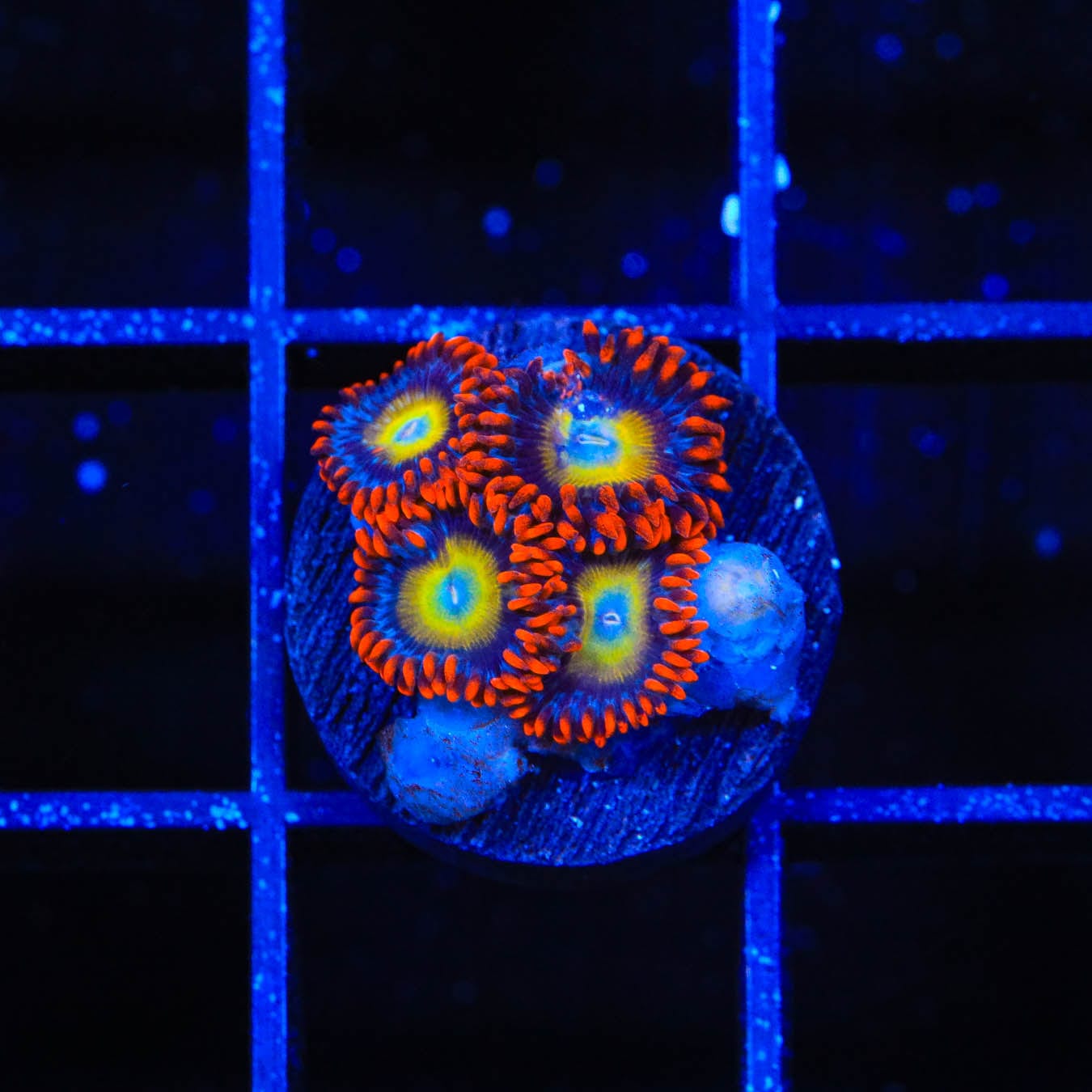 Vibrant Circus Freak Zoanthids Coral for Saltwater Aquariums – Perfect for Reef Tanks & Marine Displays