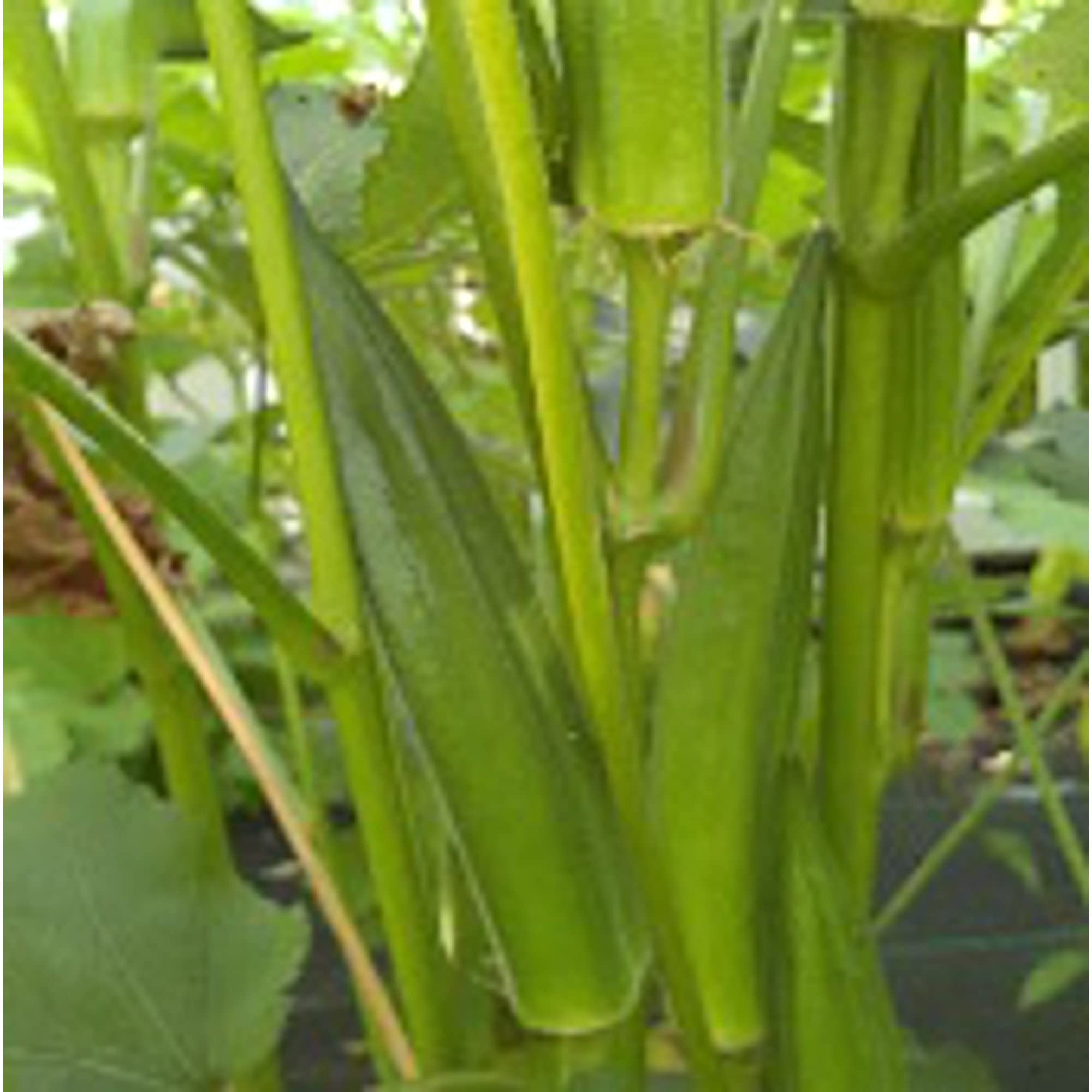 Non-GMO Jambalaya Okra Seeds (20+ Seeds) - Vegetable Planting Seeds for Home Garden, Greenhouse & Outdoor Farming | Perfect for Southern Cuisine, Organic Gardening & Fresh Produce Lovers