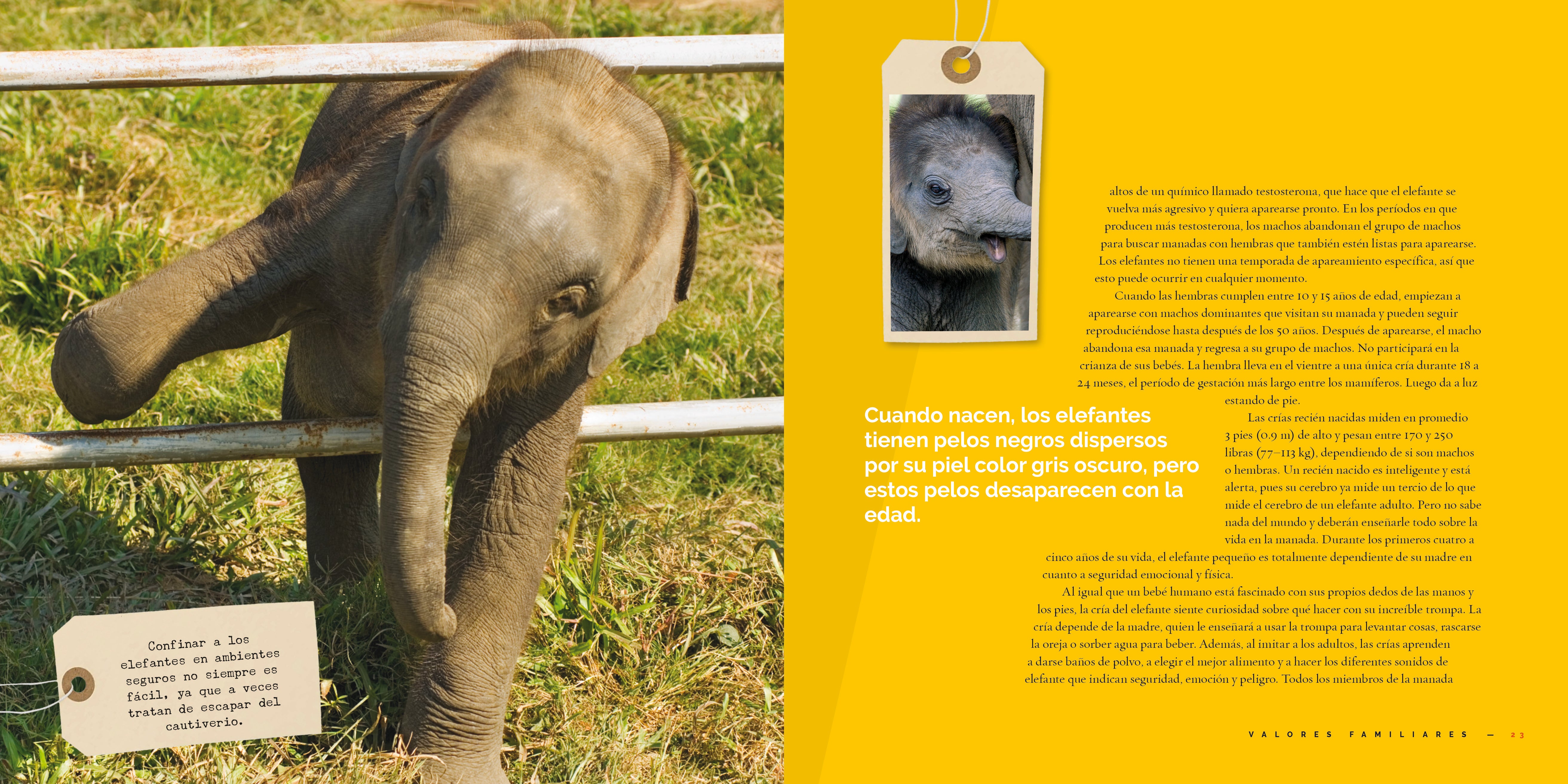 El Elefante 9781640267404 - Bilingual English/Spanish Children's Book About Elephants - Perfect for Kids' Bedtime Stories & Classroom Learning