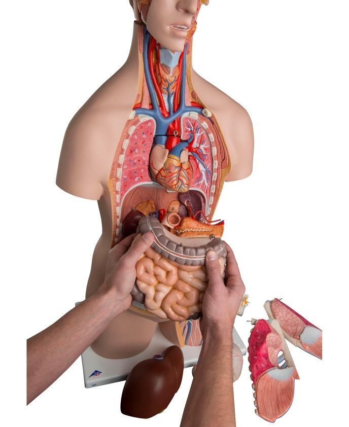 Unisex Anatomical Torso Model with Removable Ribs & Open Back - 21-Part Human Body Anatomy Kit for Medical Students & Science Education