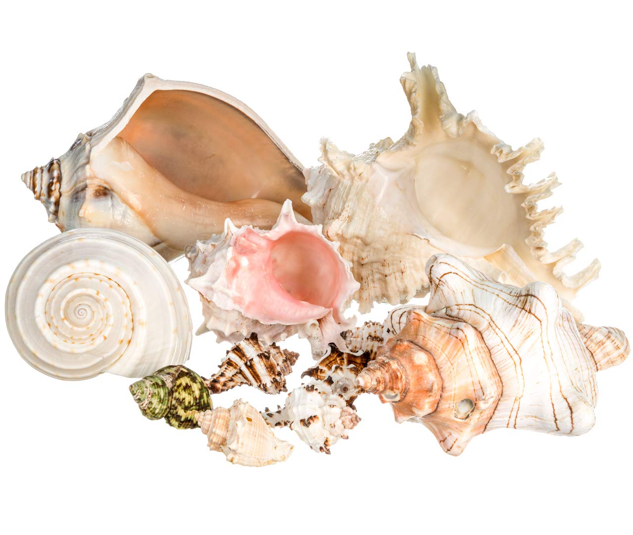 Natural Conch Shell Decor for Home & Crafts - Small 2-4