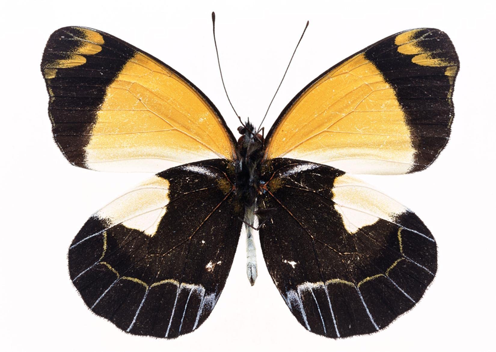 1000-Piece Butterfly Specimens Jigsaw Puzzle for Adults & Kids - Home Decor & DIY Challenge