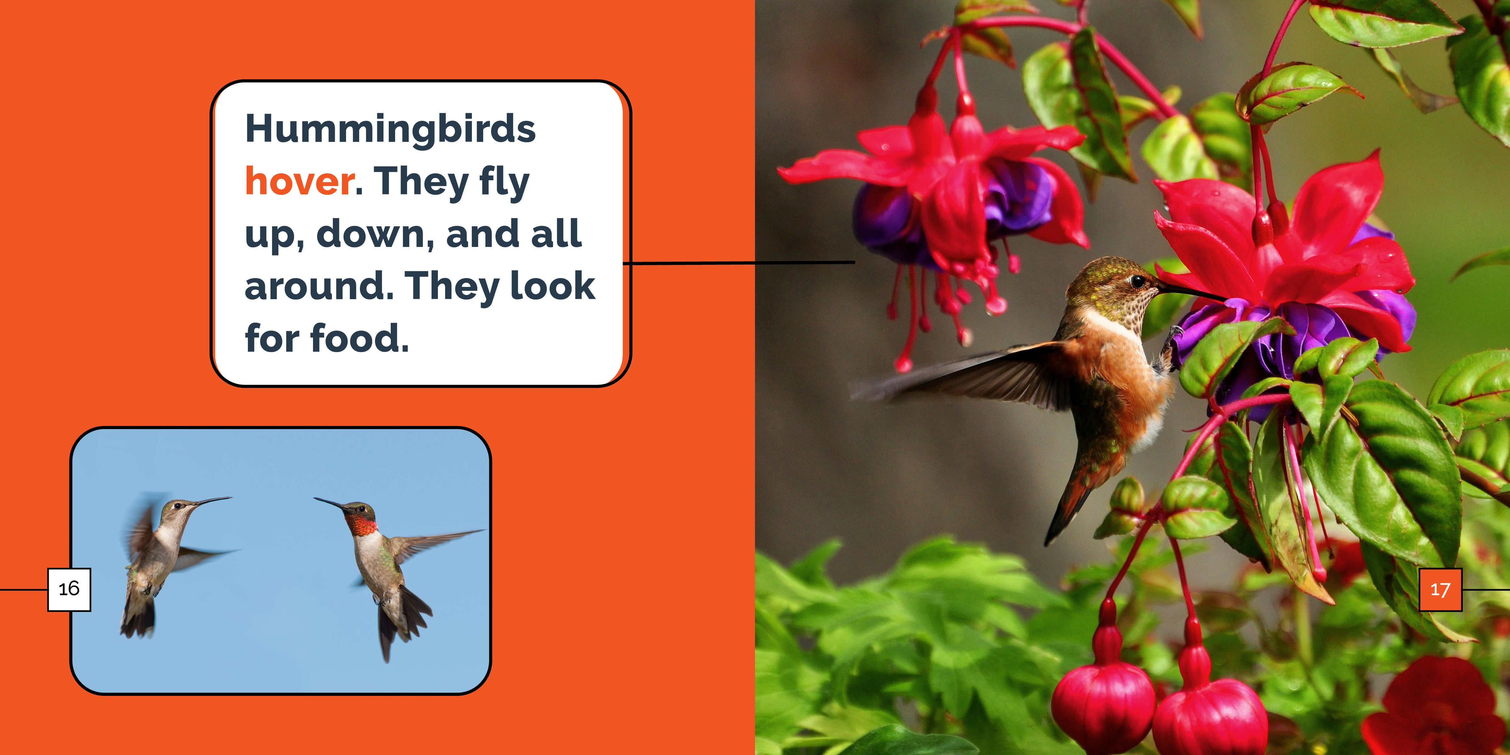 Hummingbirds Marvels - Stunning Hummingbird Gifts & Decor for Nature Lovers | Perfect for Home Decor, Garden Ornaments & Bird Watching Enthusiasts