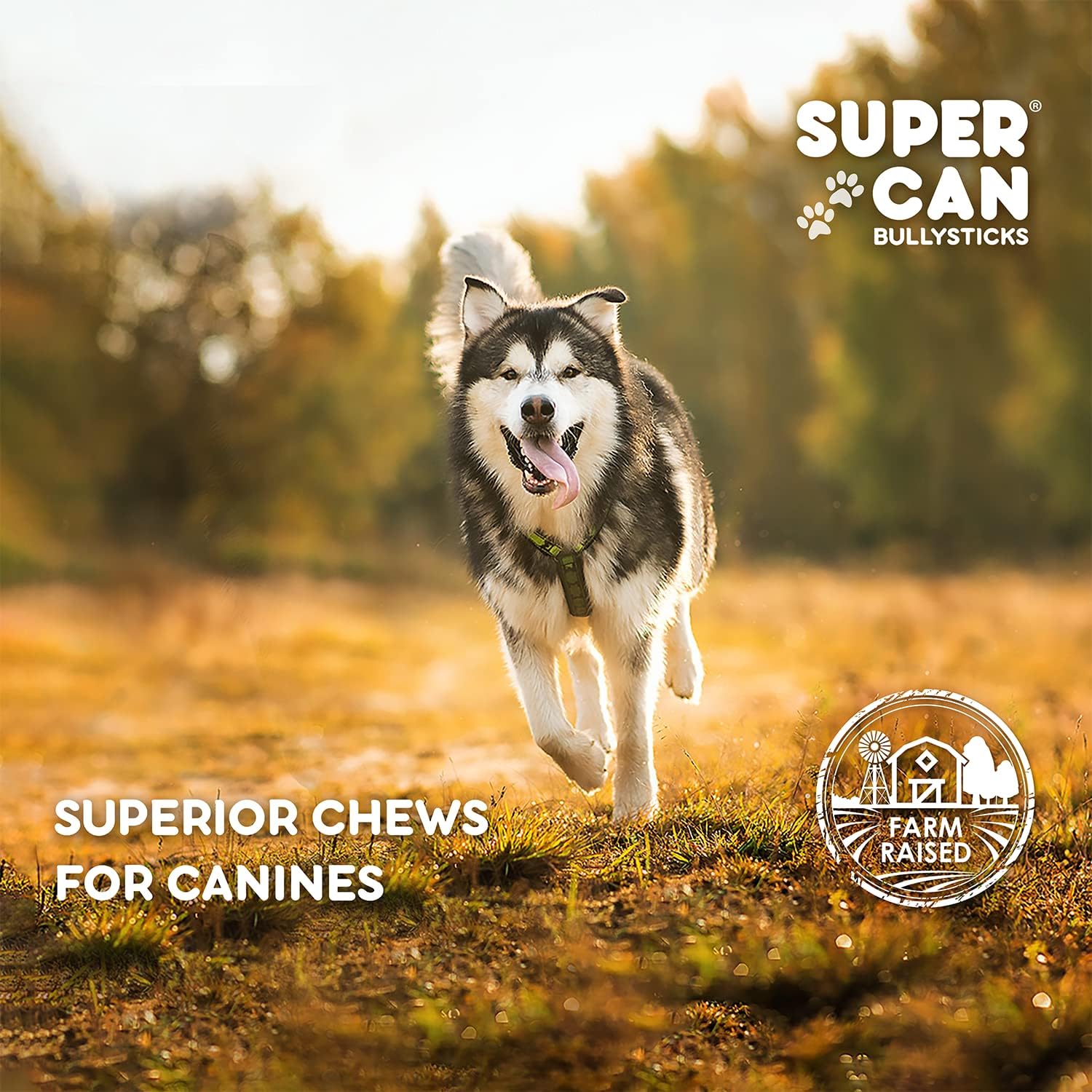 Premium 100% Natural Bully Sticks Beef Knee Cap Bones for Dogs (5 Count) - Long-Lasting Chew Treats for Small, Medium & Large Breeds - Best for Aggressive Chewers & Dental Health - Perfect for Training, Teething & Anxiety Relief