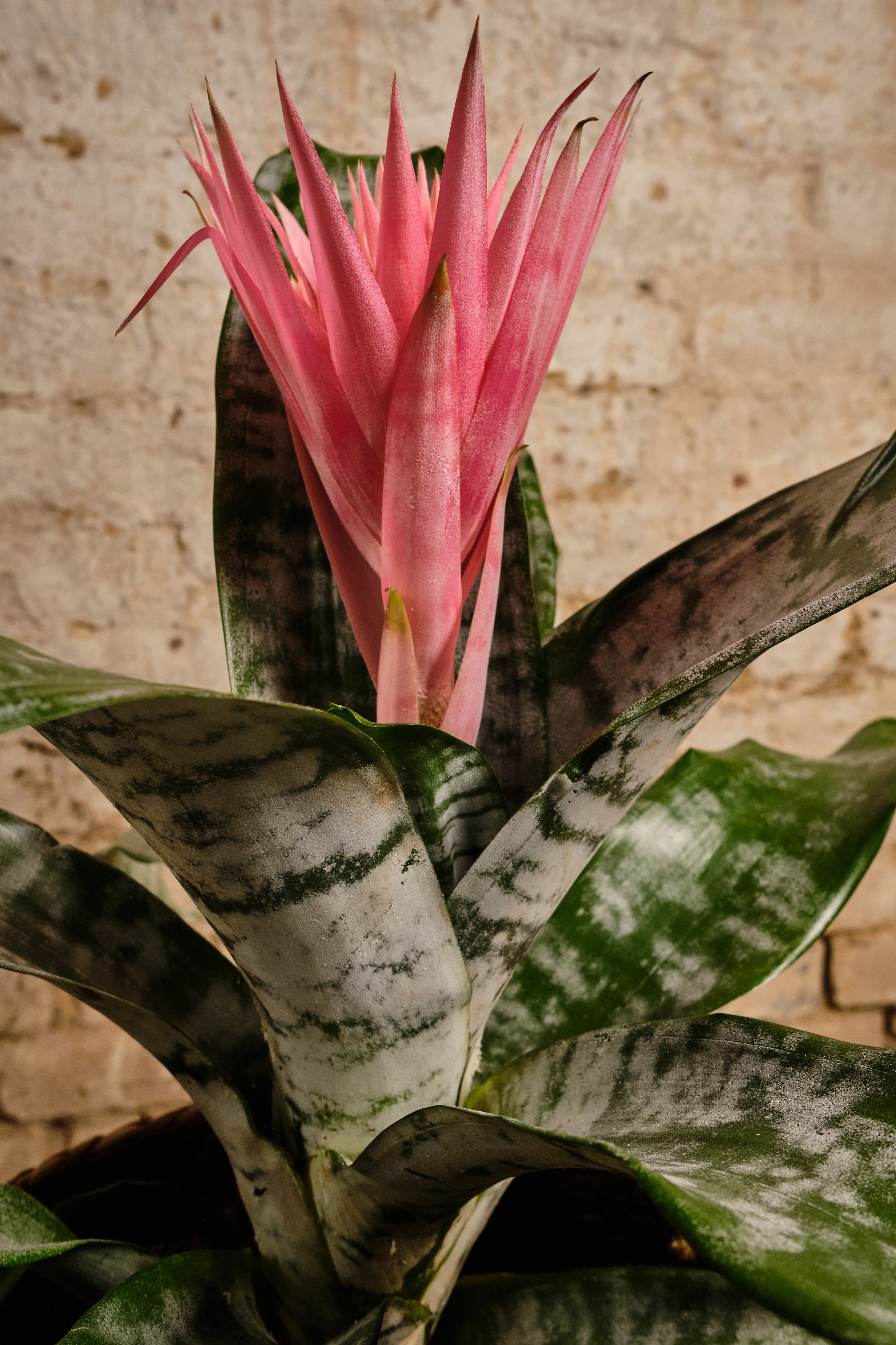 Aechmea Primera Bromeliad Plant - Exotic Indoor Houseplant for Home & Office Decor | Perfect for Living Room, Bedroom, and Gift Giving