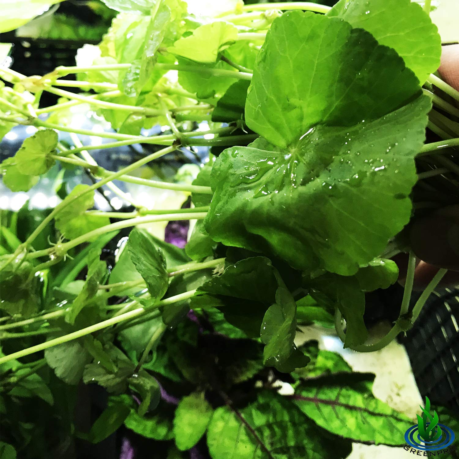 Freshwater Live Aquarium Plants - Hydrocotyle Leucocephala (Brazilian Pennywort) 3-Bunch Stems for Foreground, Midground & Background Fish Tank Decoration | Perfect for Aquascaping, Shrimp Tanks & Tropical Fish Habitats