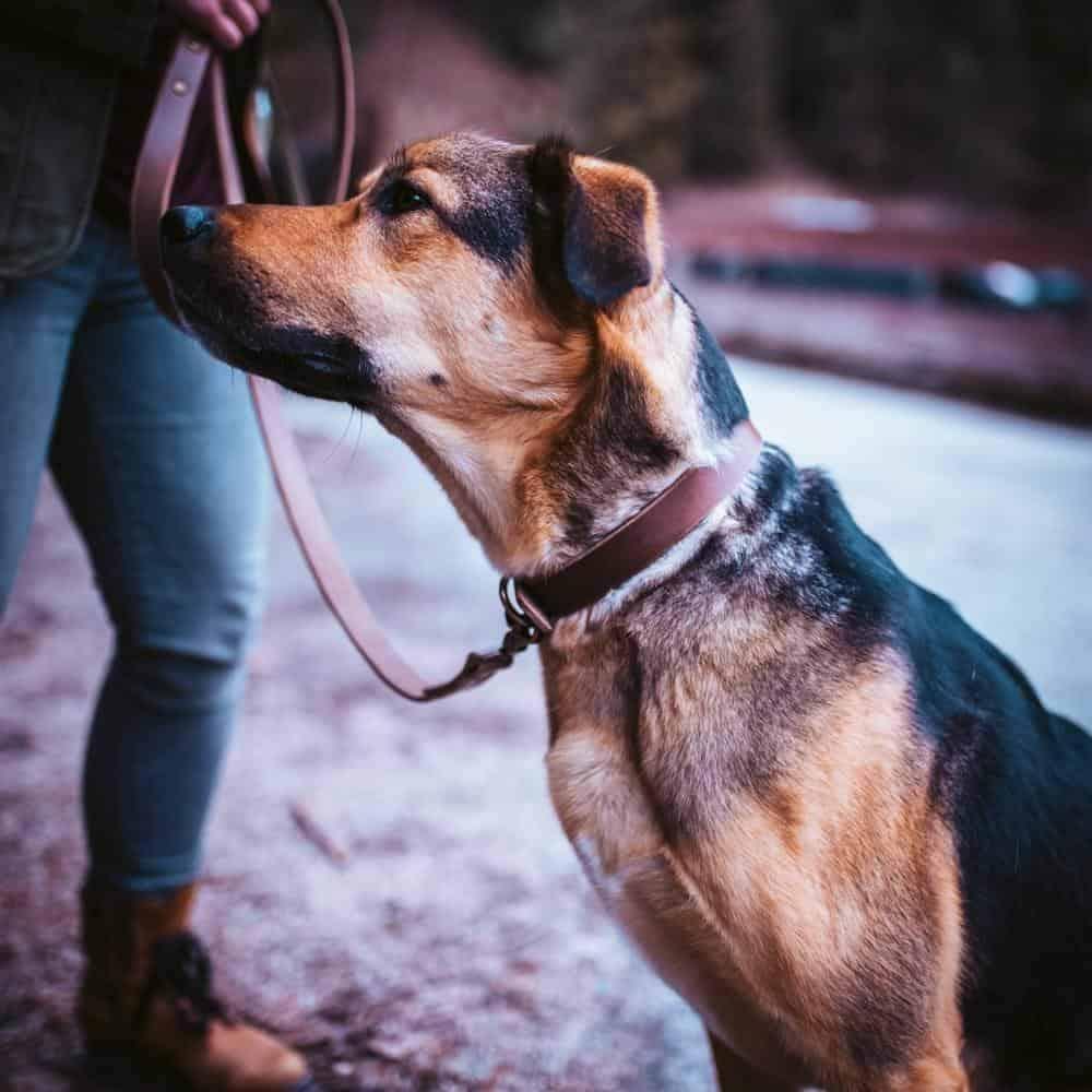 Premium Genuine Leather Dog Collar - Adjustable & Durable Pet Collar for Small Medium Large Dogs - Perfect for Walking, Training & Outdoor Adventures
