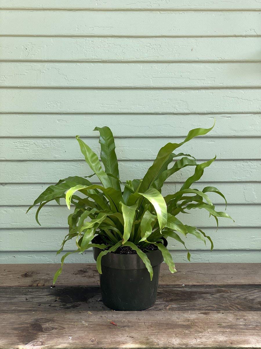 Japanese Bird's Nest Fern (Asplenium Nidus) - 3 Live Plants in 6 Inch Pots - Easy Care Indoor Houseplant - Perfect for Home, Office & Bathroom Decor