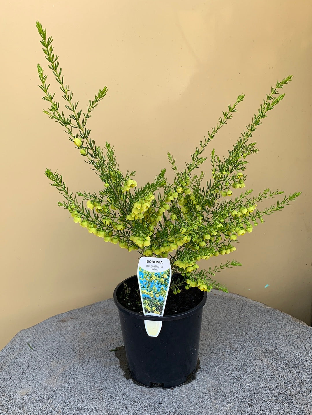 Boronia megastigma lutea 'Yellow' - Fragrant Yellow Boronia Flowers for Home Garden, Landscaping, and Aromatherapy