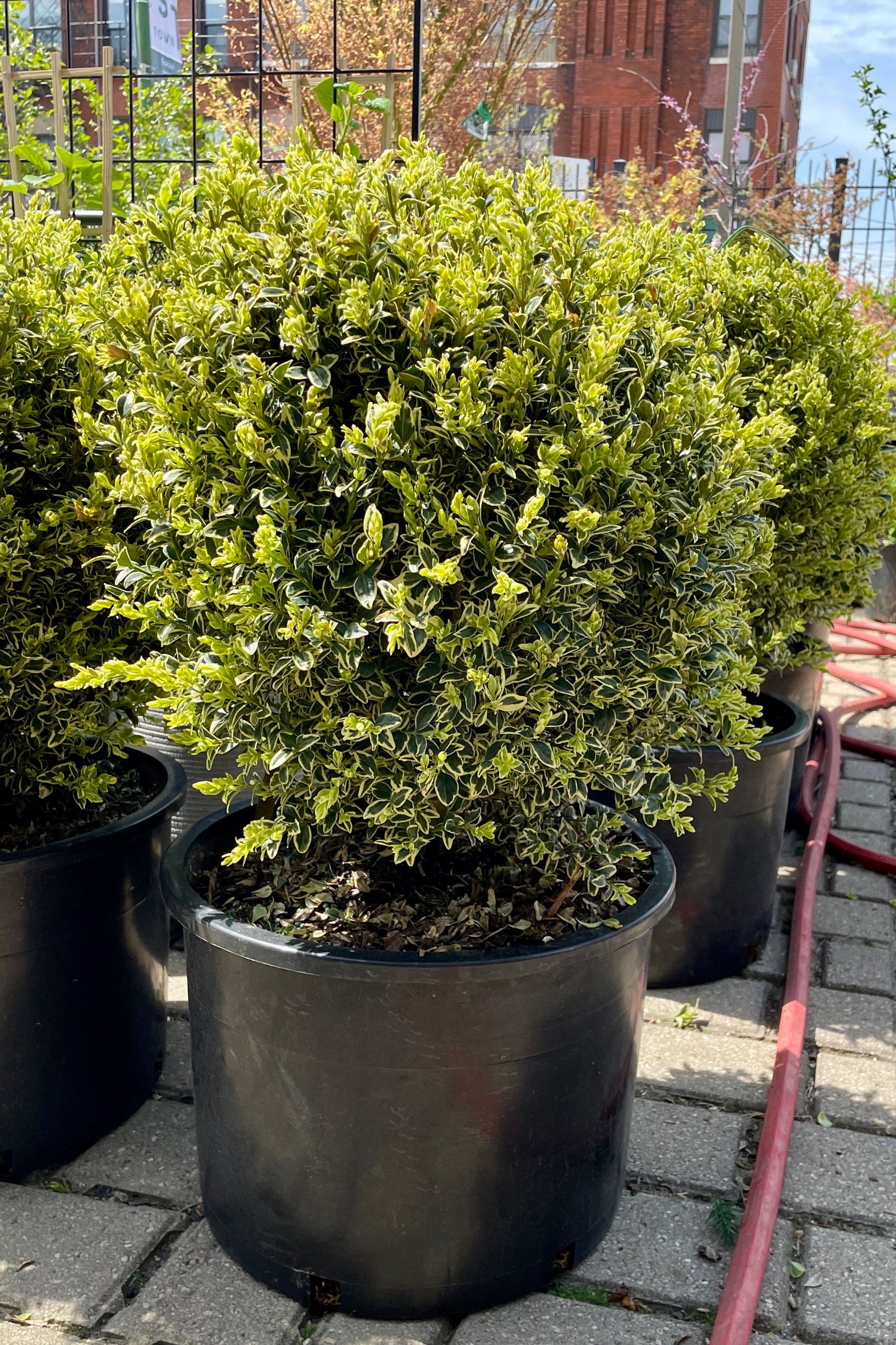 Variegated Boxwood (Buxus sempervirens 'Variegata') - #6 Container Size - Perfect for Landscaping, Hedges & Garden Borders
