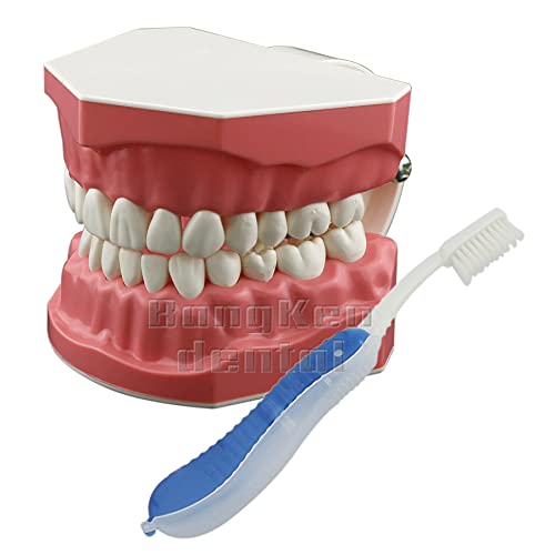 Standard Typodont Tooth Model for Dental Teaching & Training - 1:1.5 Scale Brushing Demonstration Teeth (1 Piece) - Perfect for Dental Schools, Clinics & Oral Hygiene Education