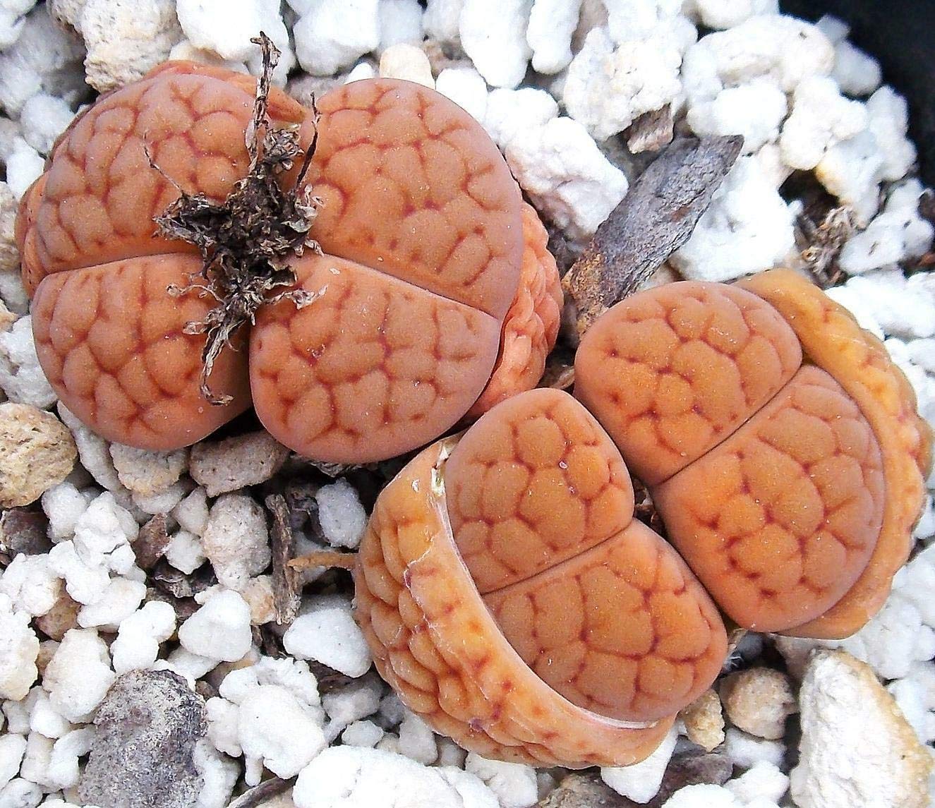 Lithops Hookeri Lutea Rare Living Stones Seeds - 100 Exotic Mesemb Succulent Live Rocks for Desert Gardens | Perfect for Rock Gardens, Terrariums & Succulent Collections