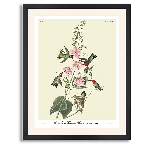Columbian Humming Bird